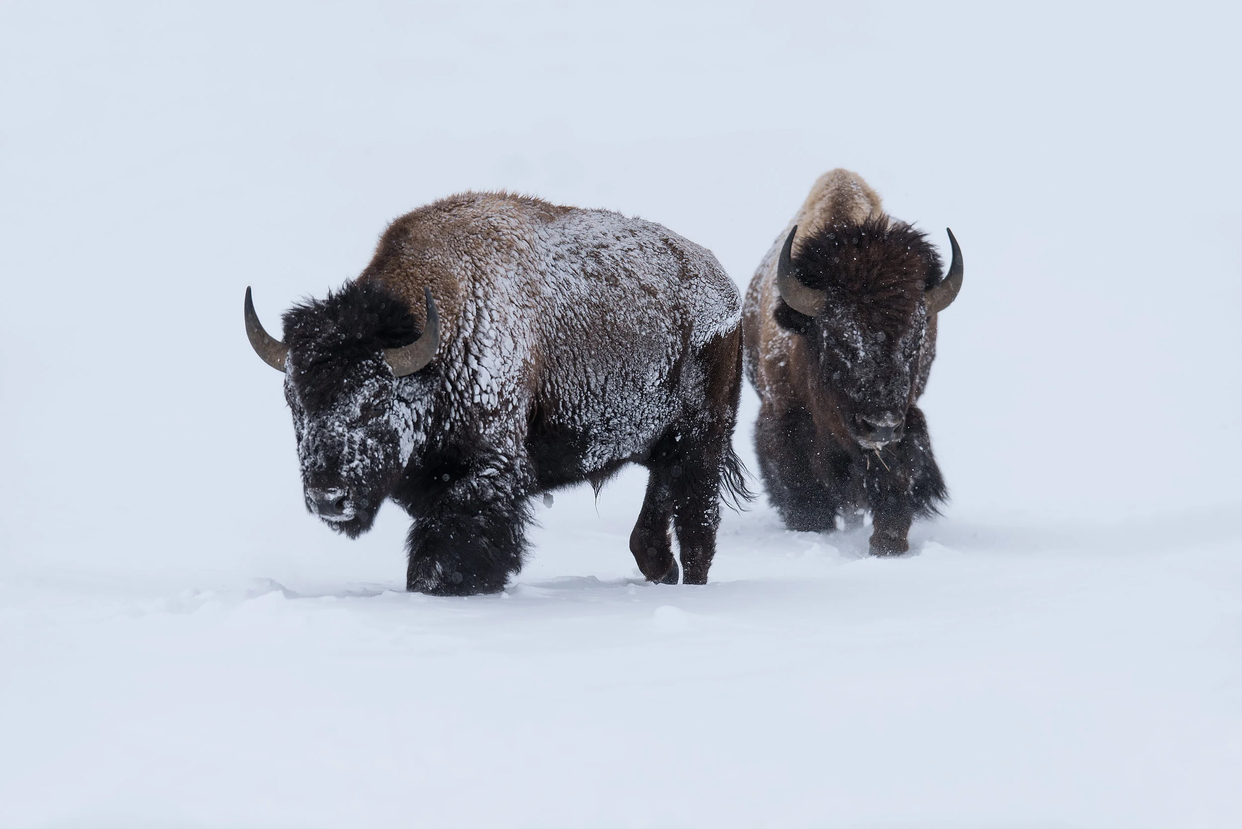 Winter Bison