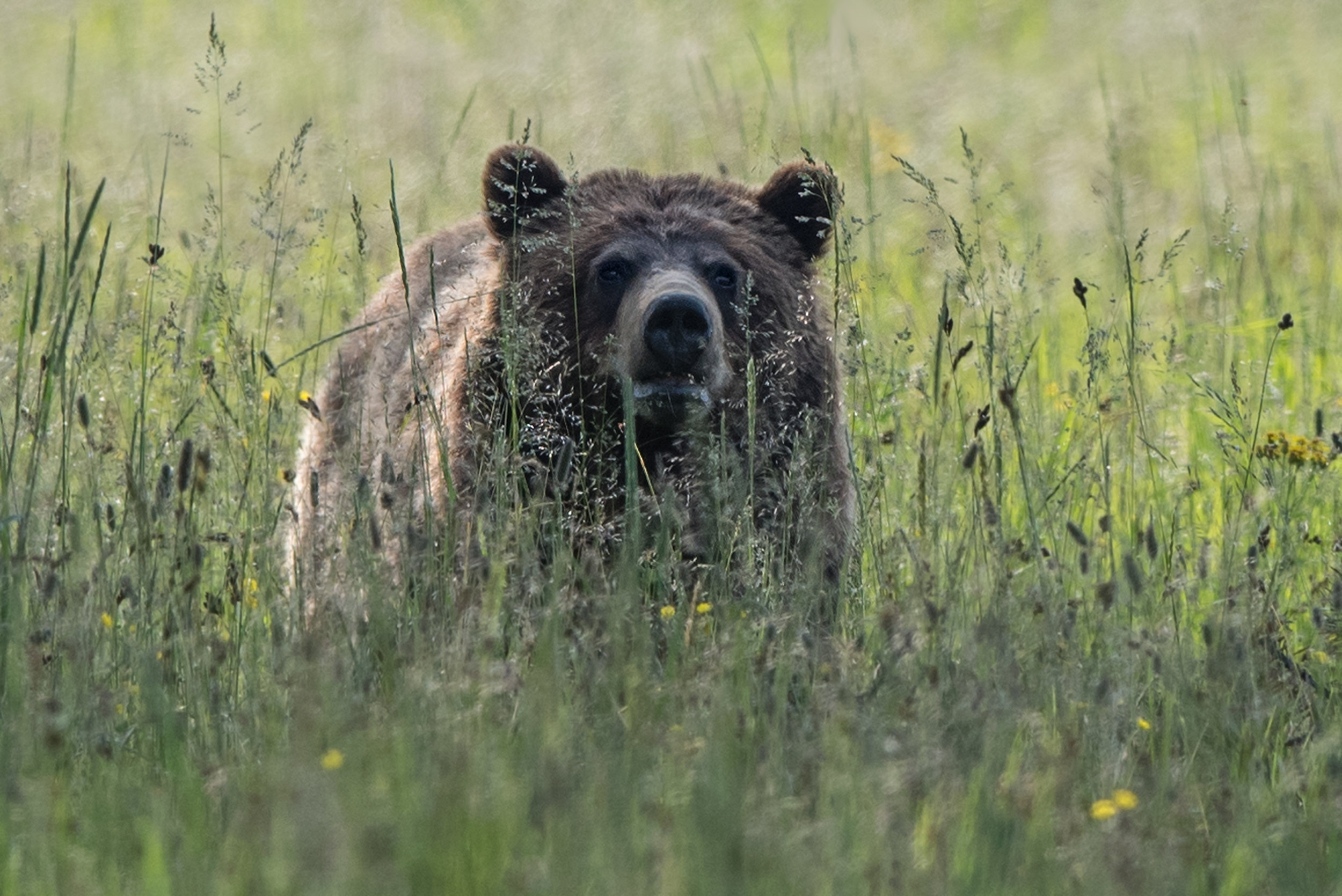 Flower Patch Grizzly