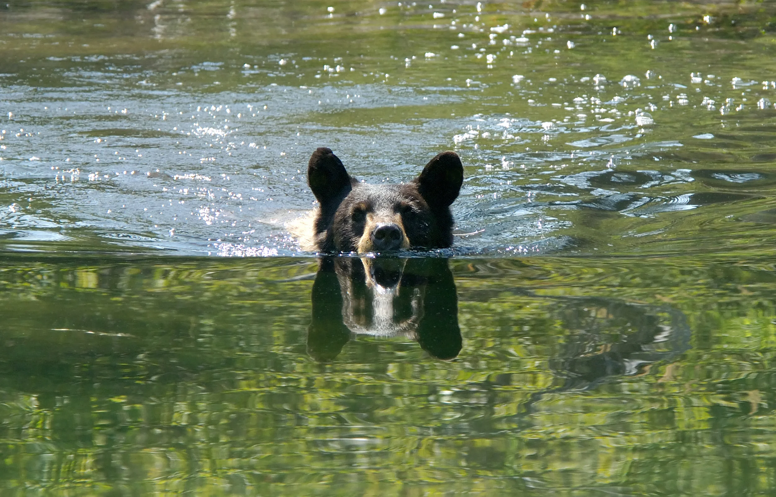 Swimming Black Bear