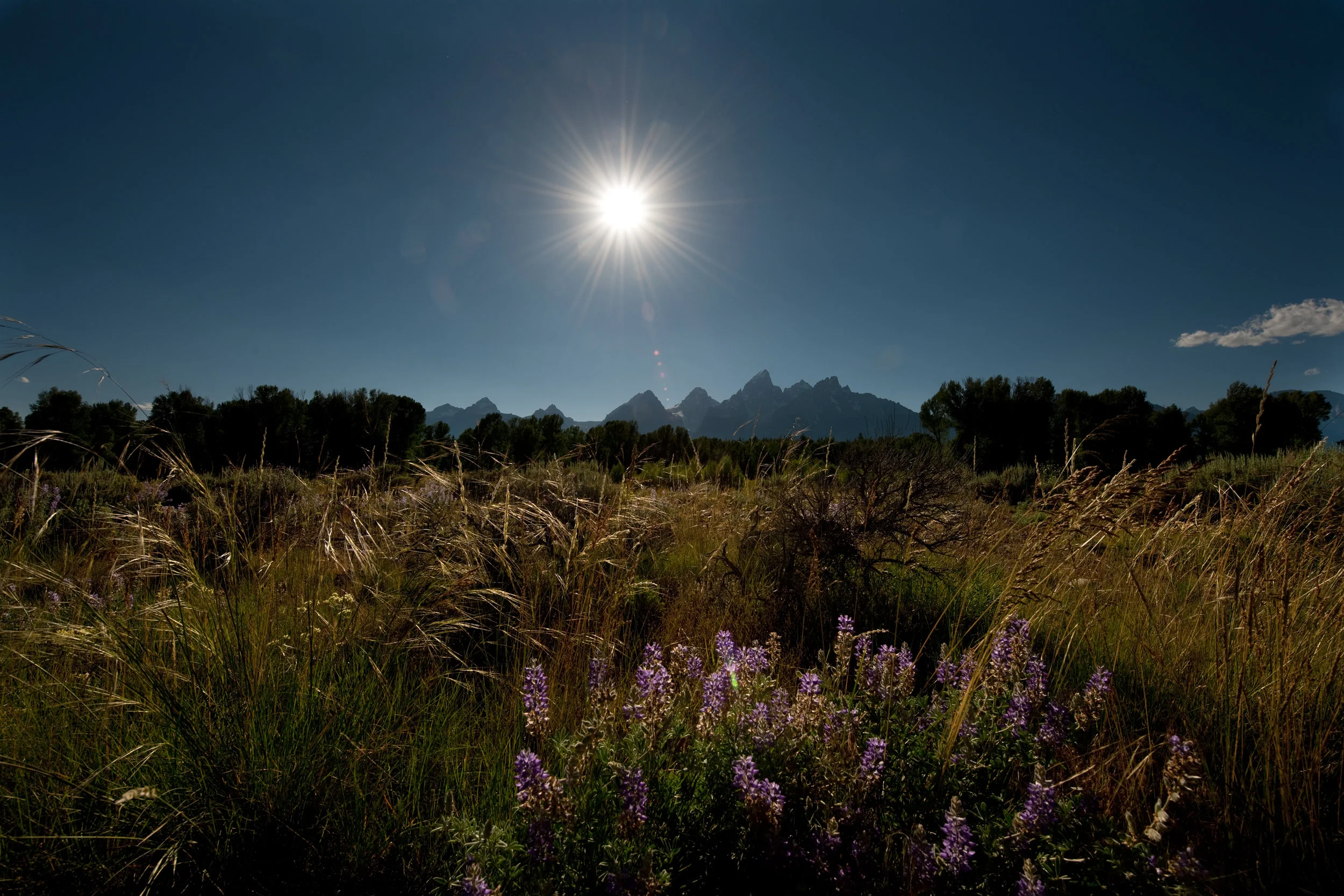 Tetons Across The Sage