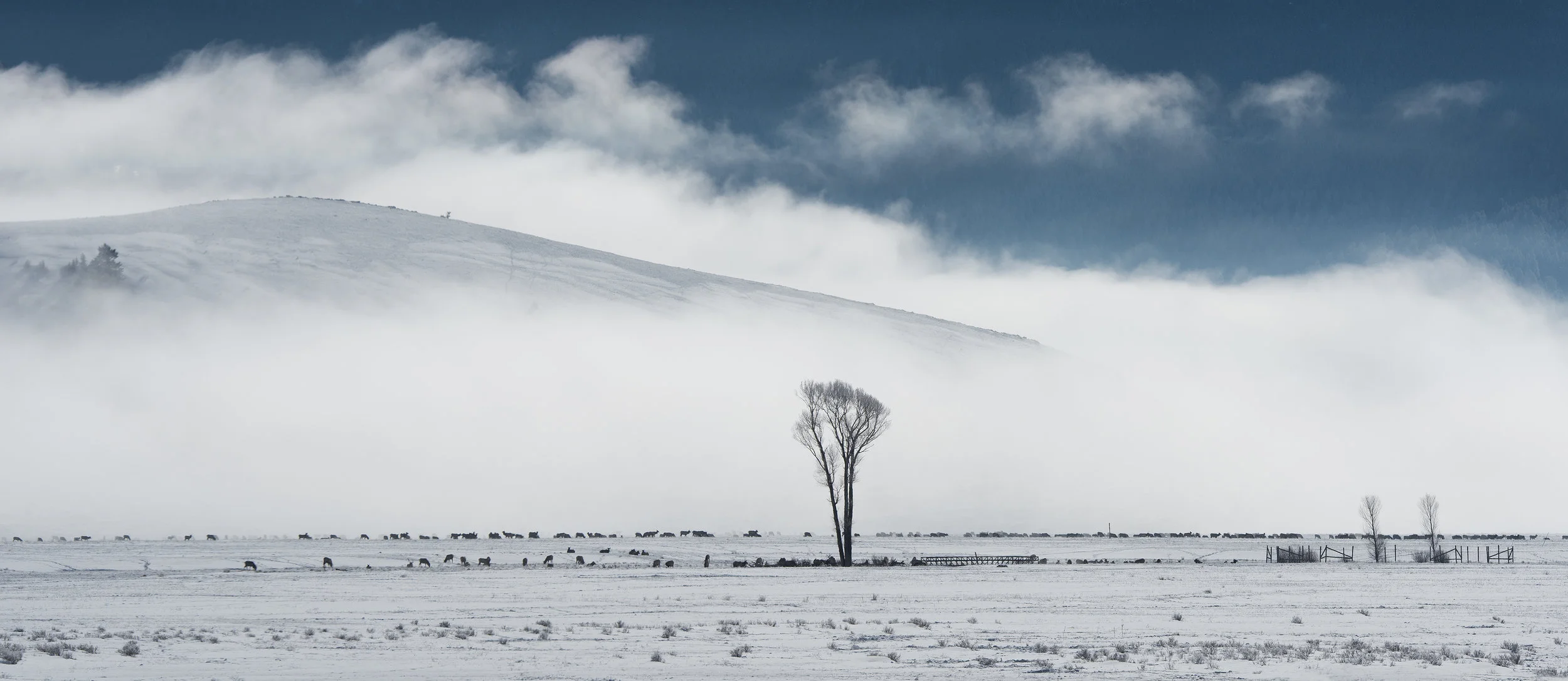 National Elk Refuge