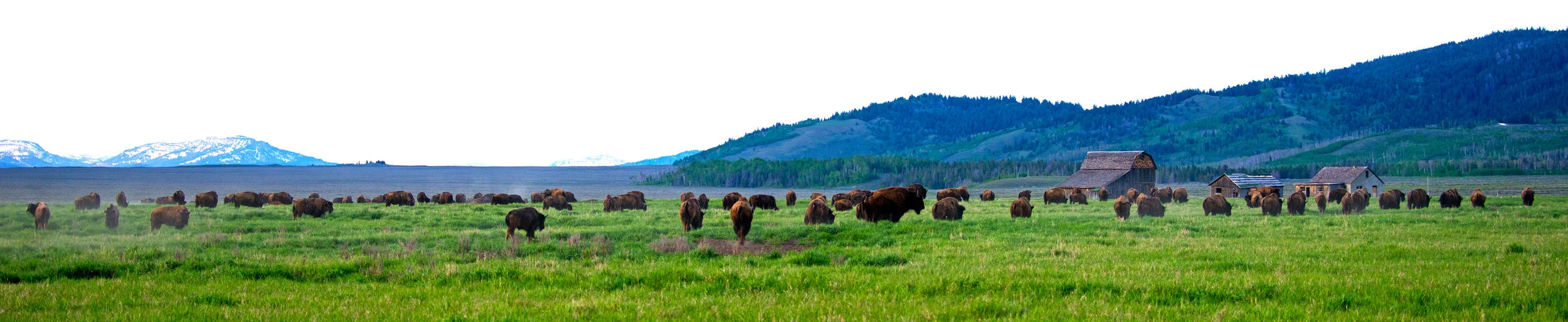 Bison On Antelope Flats