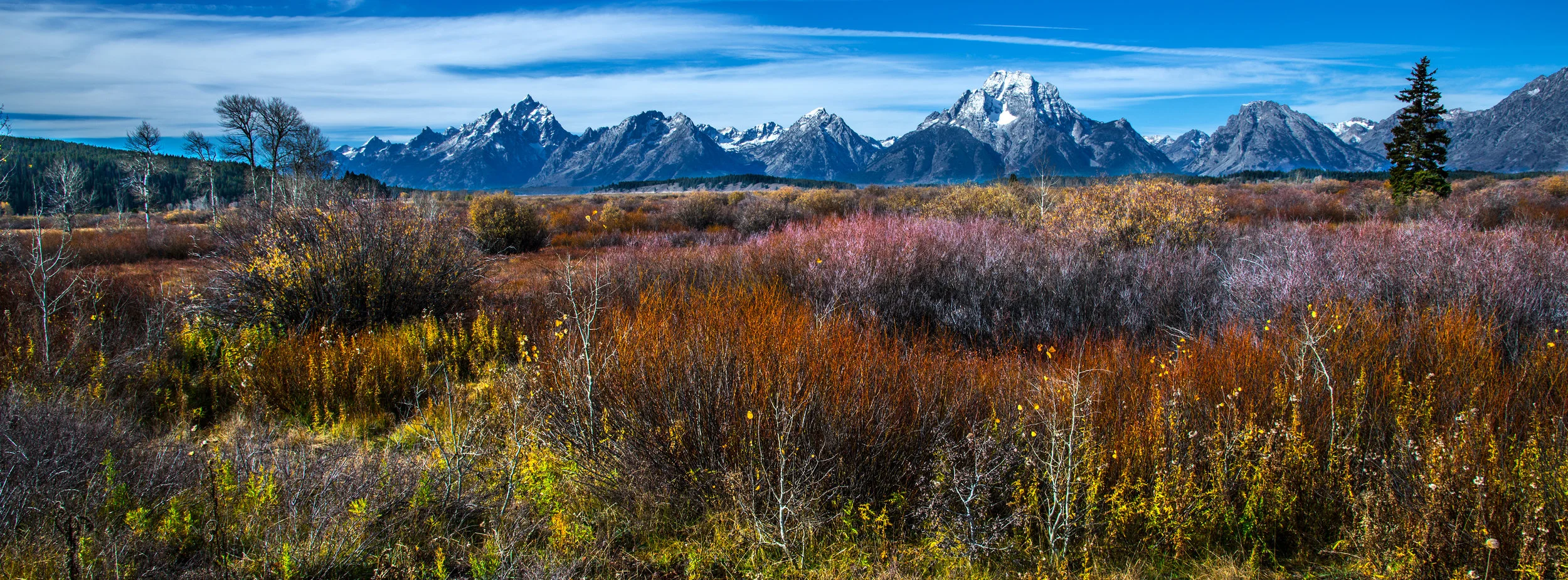 Colorful Willow Flats