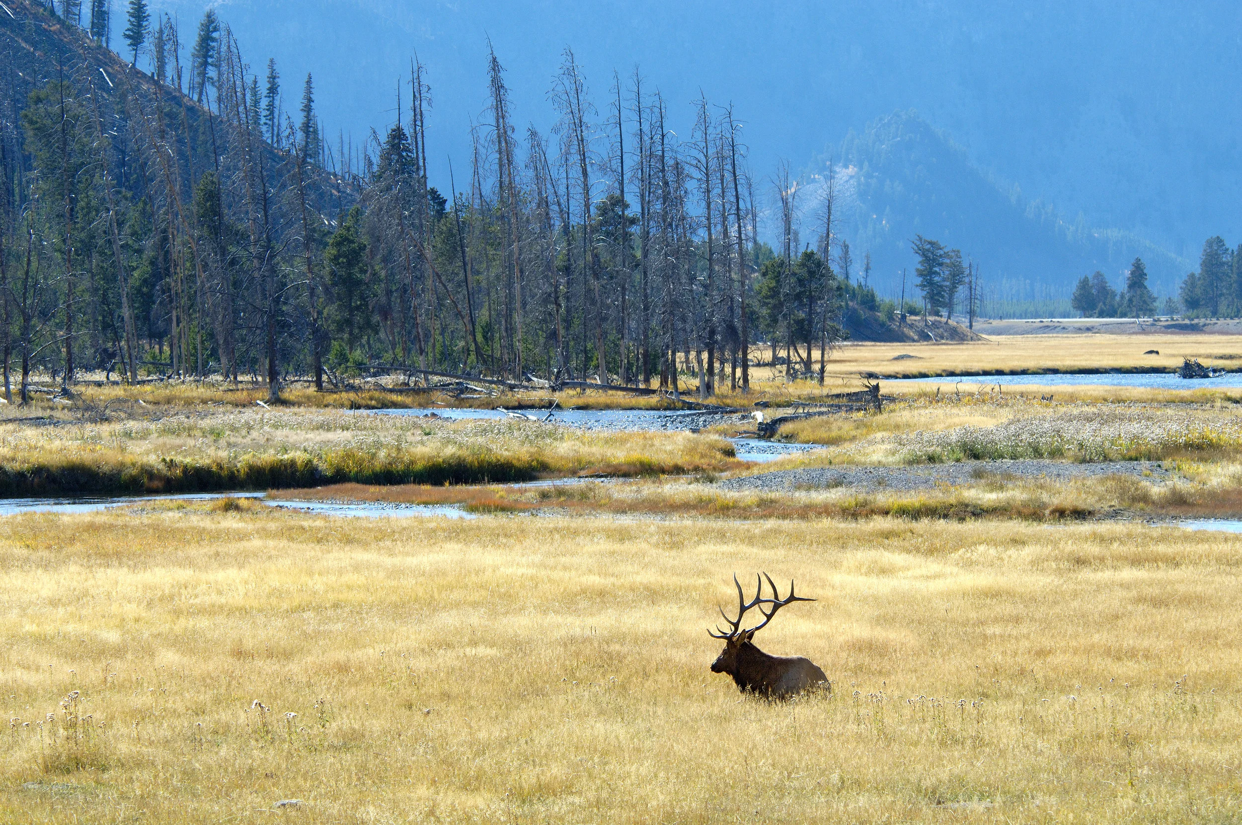 Madison Valley Elk