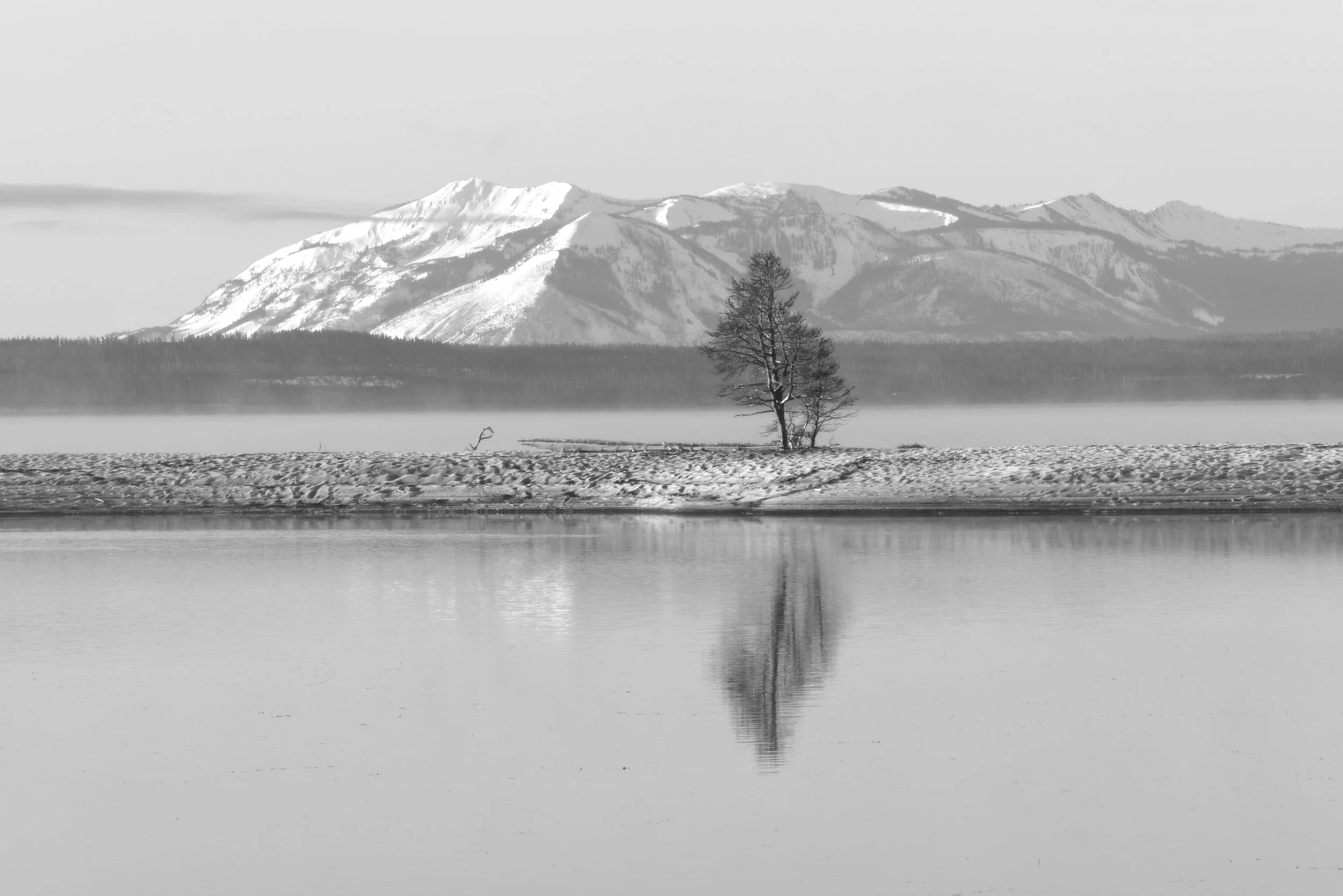 Yellowstone Lonesome Pine
