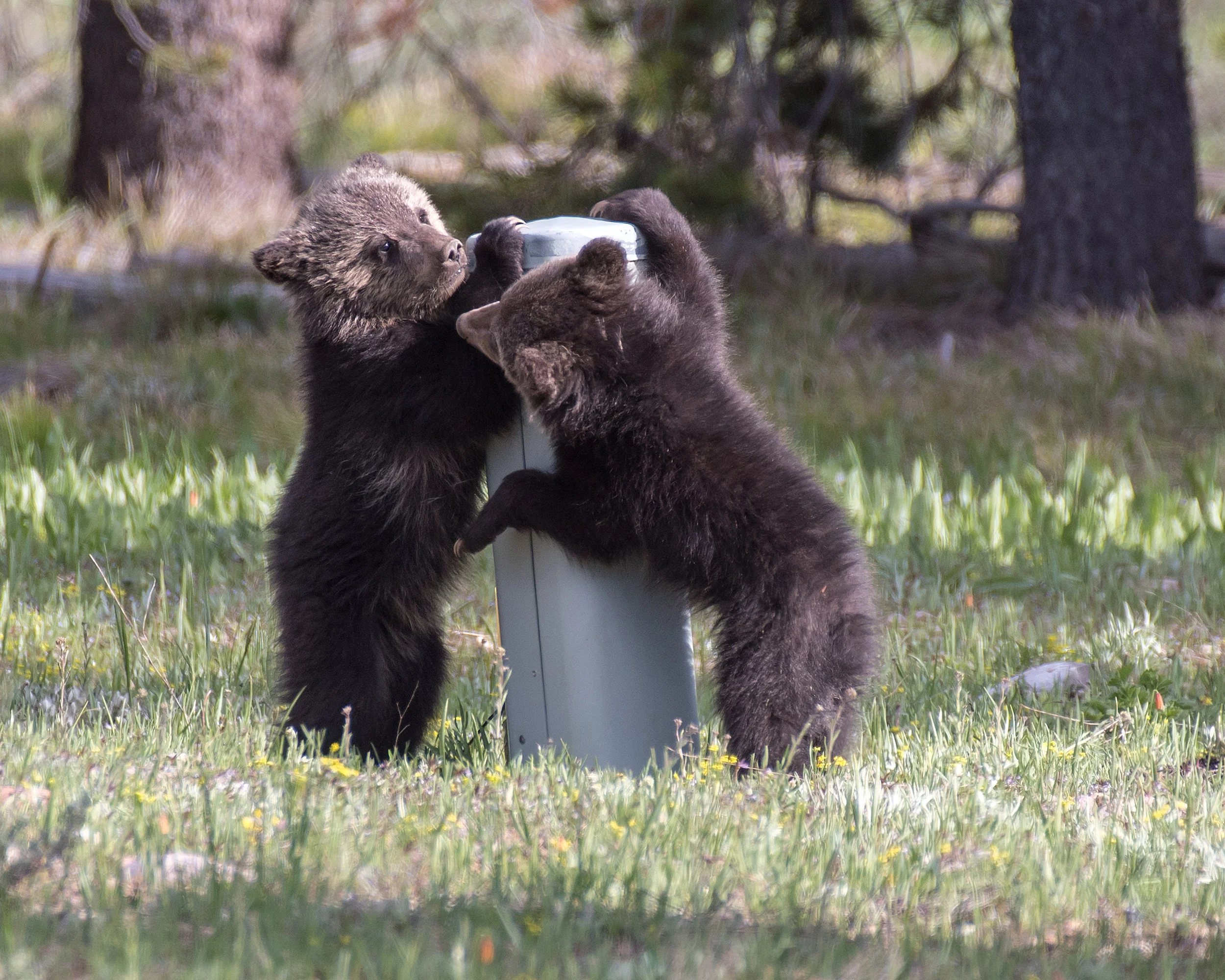 Telephone Box Bears