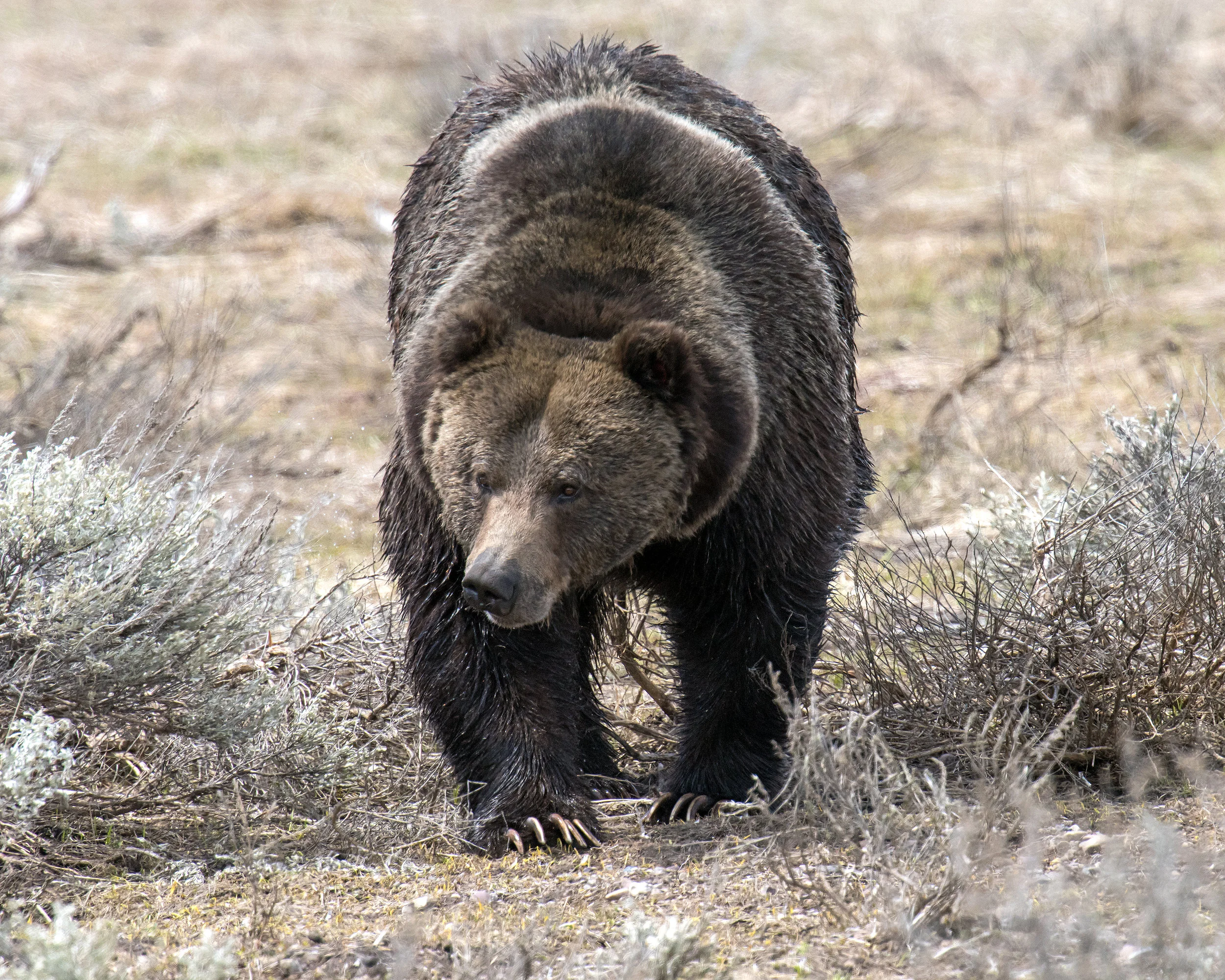 Brutus On Willow Flats