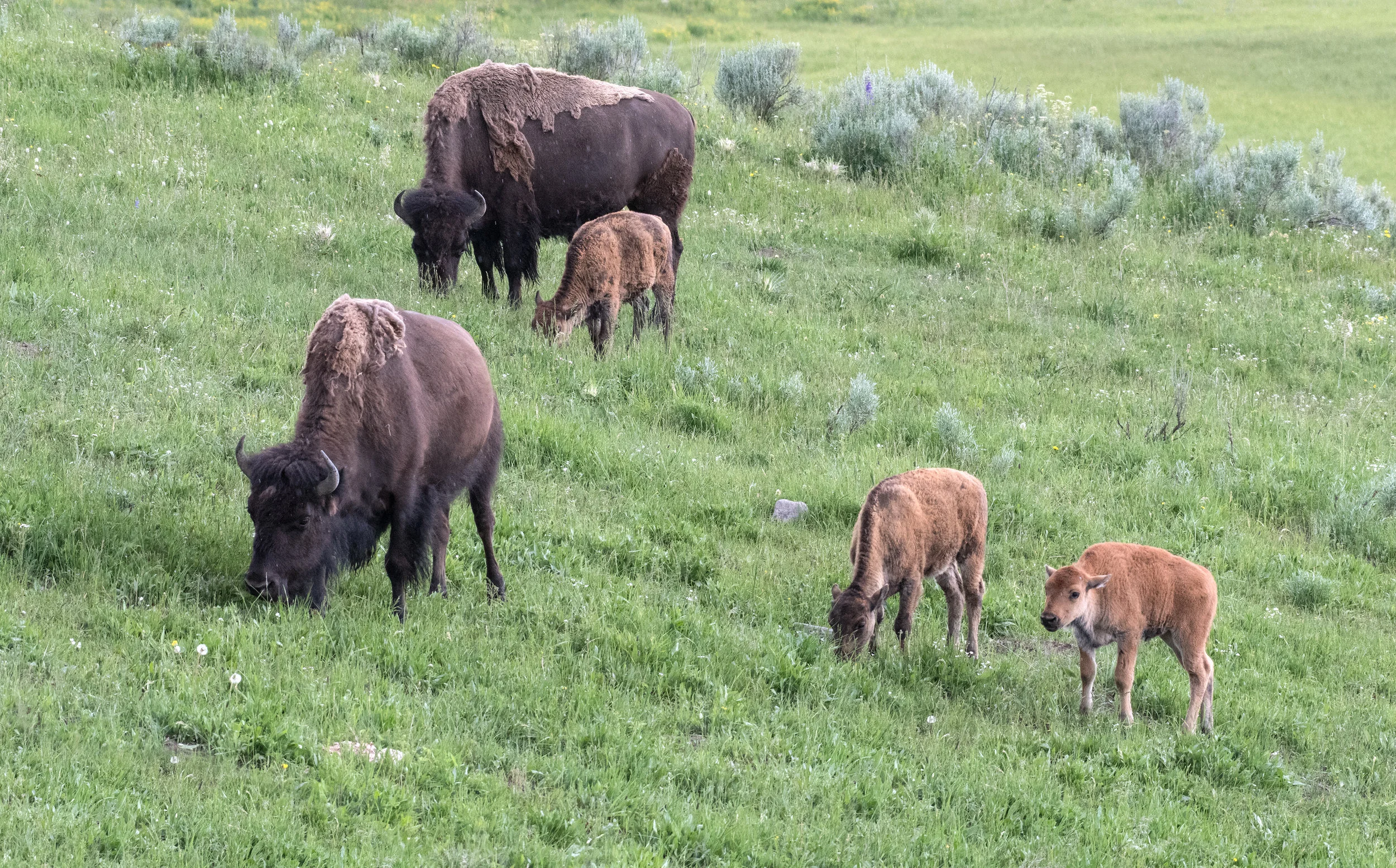 Hayden Valley Bison & Calves