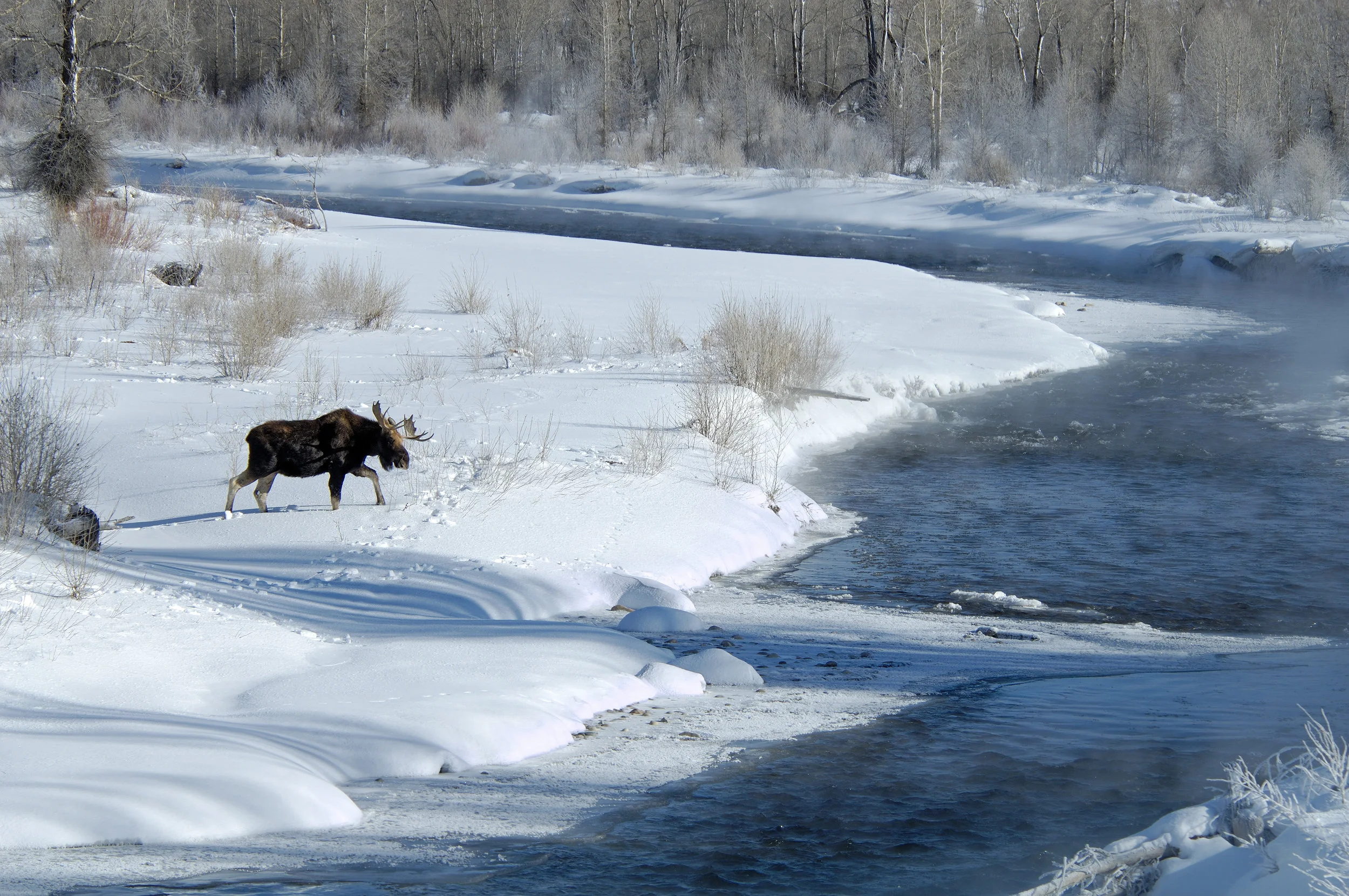 Moose Crossing