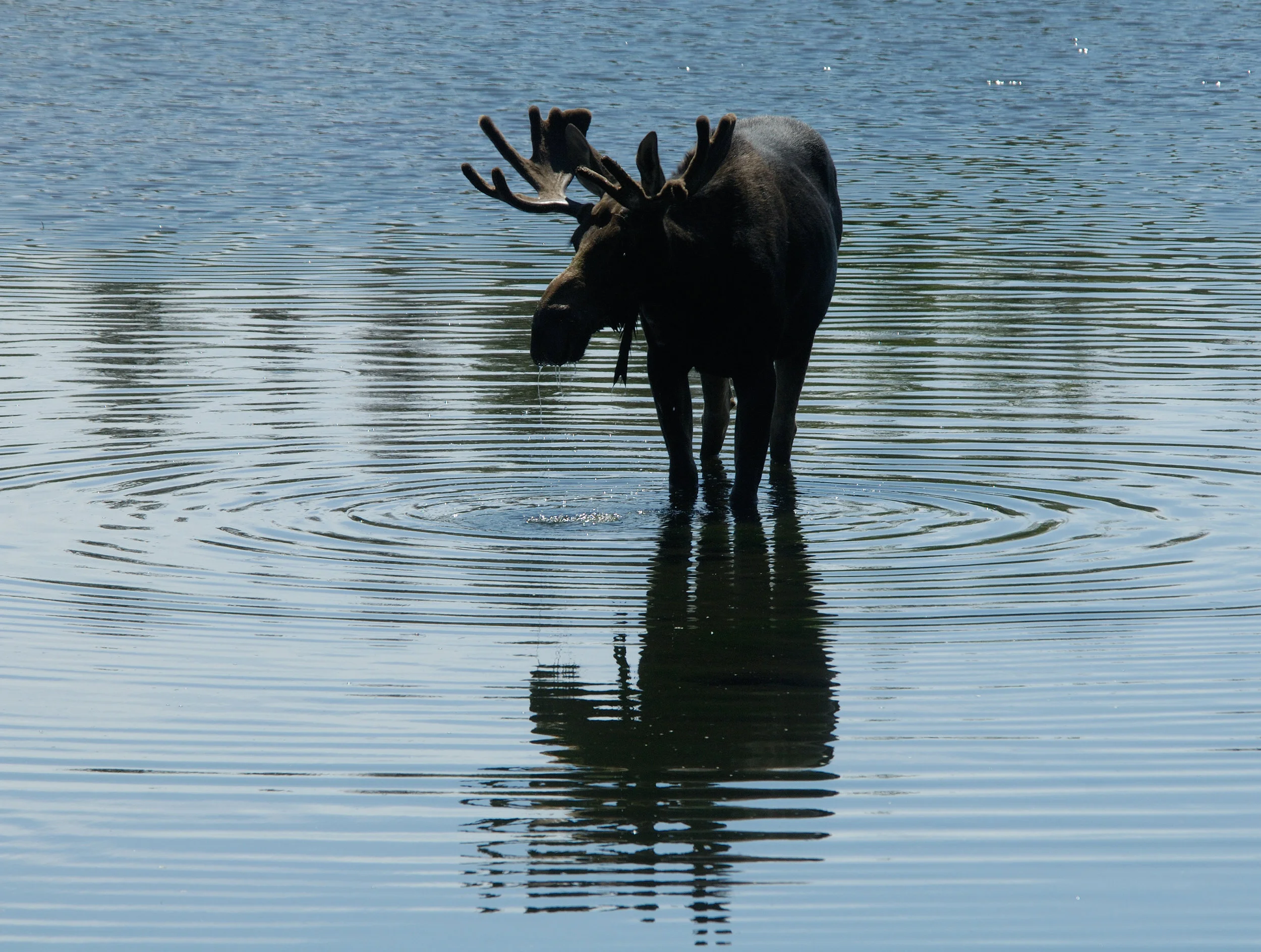 Moose Reflections