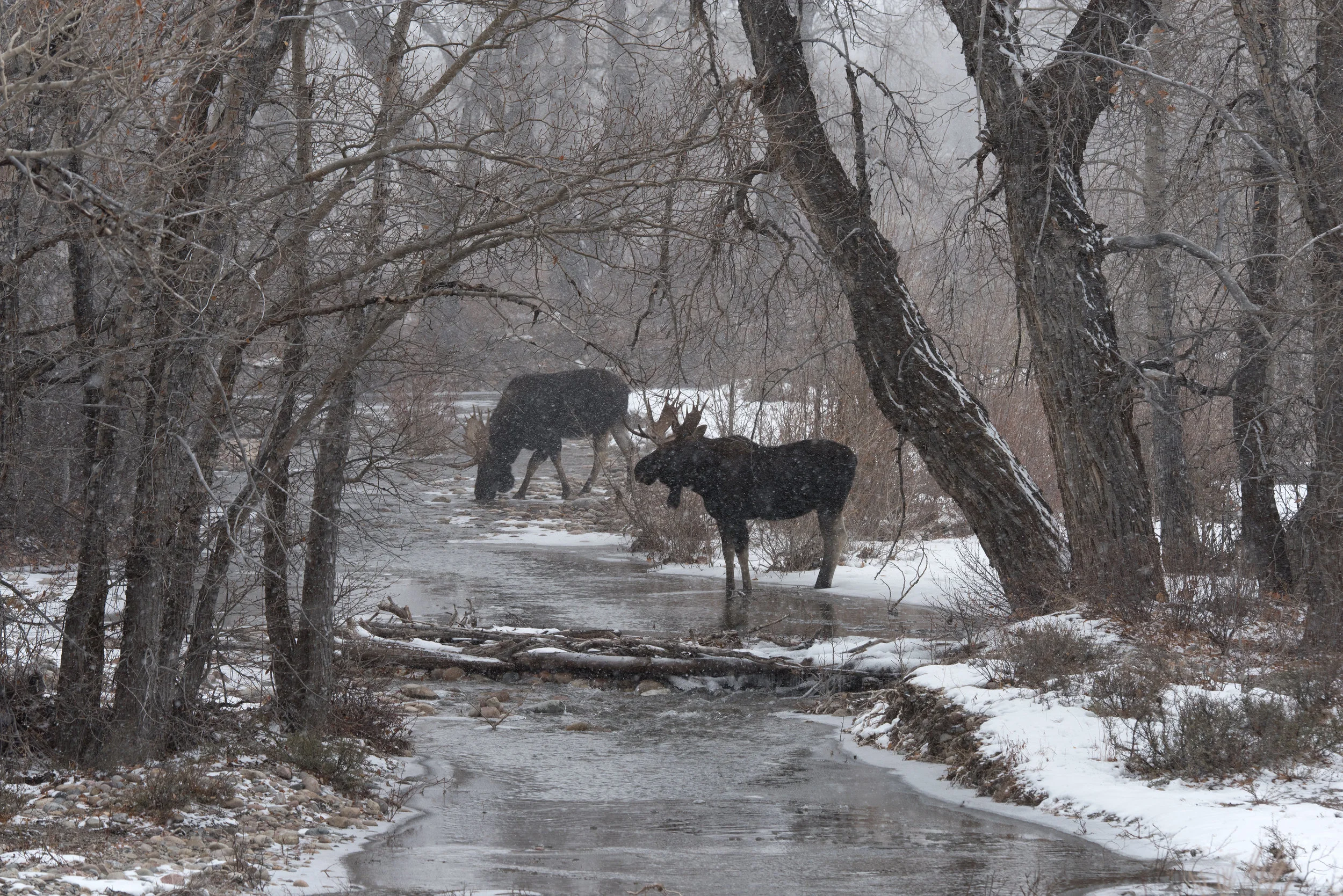 Moose At Ditch Creek
