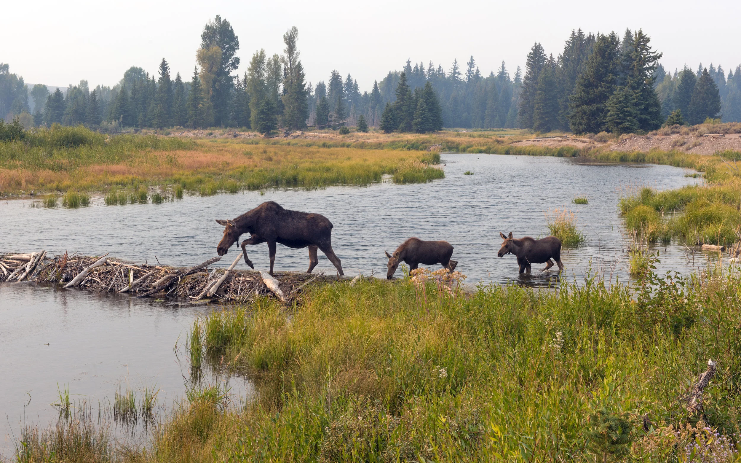 Moose Crossing Beaver Dam