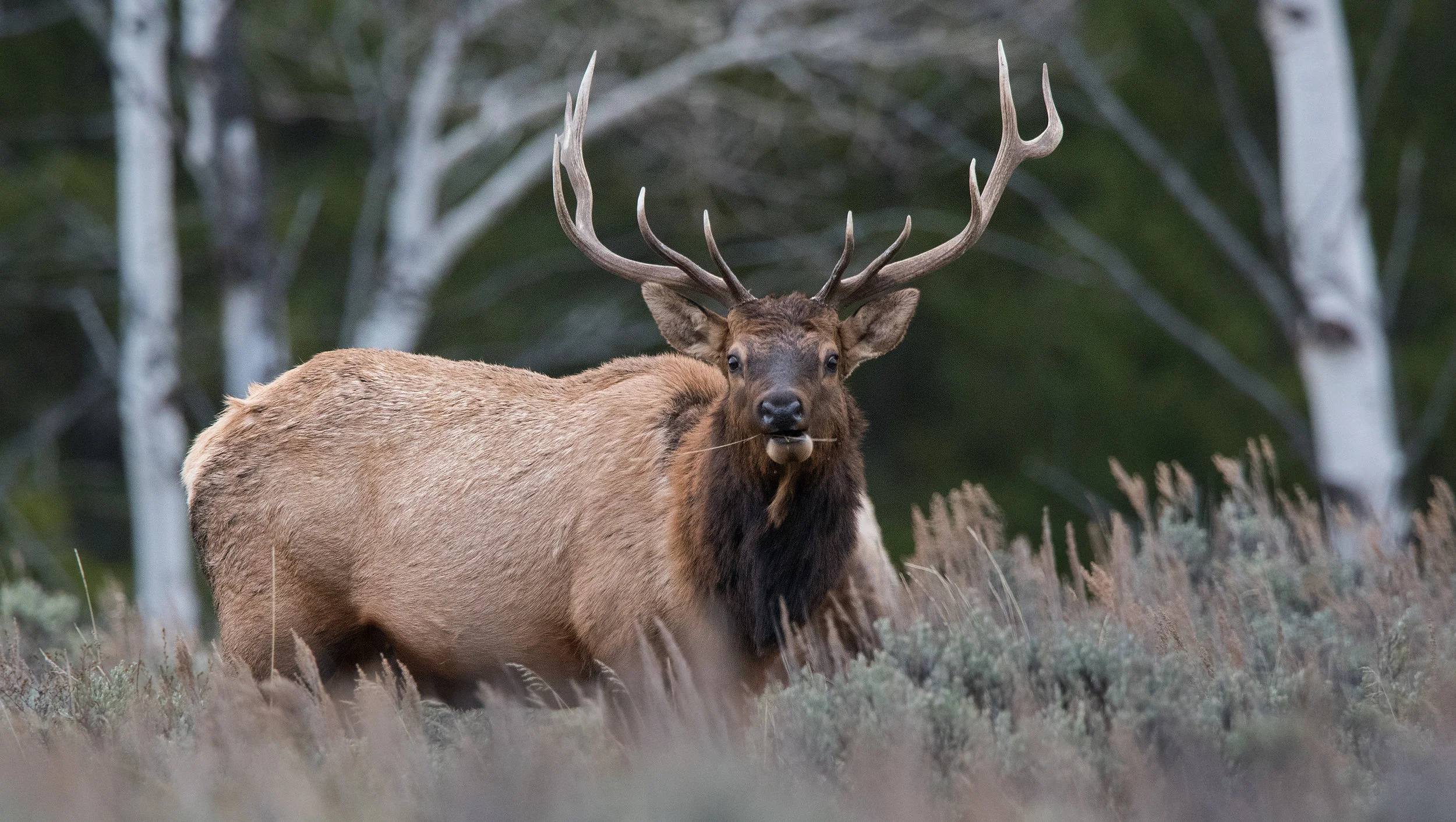 Bull Elk