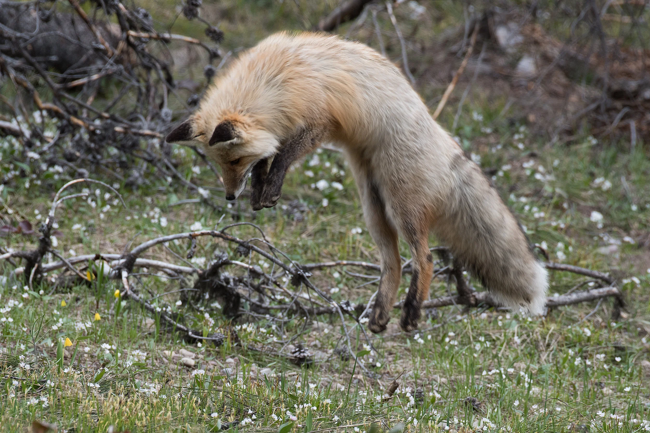 Jumping Red Fox