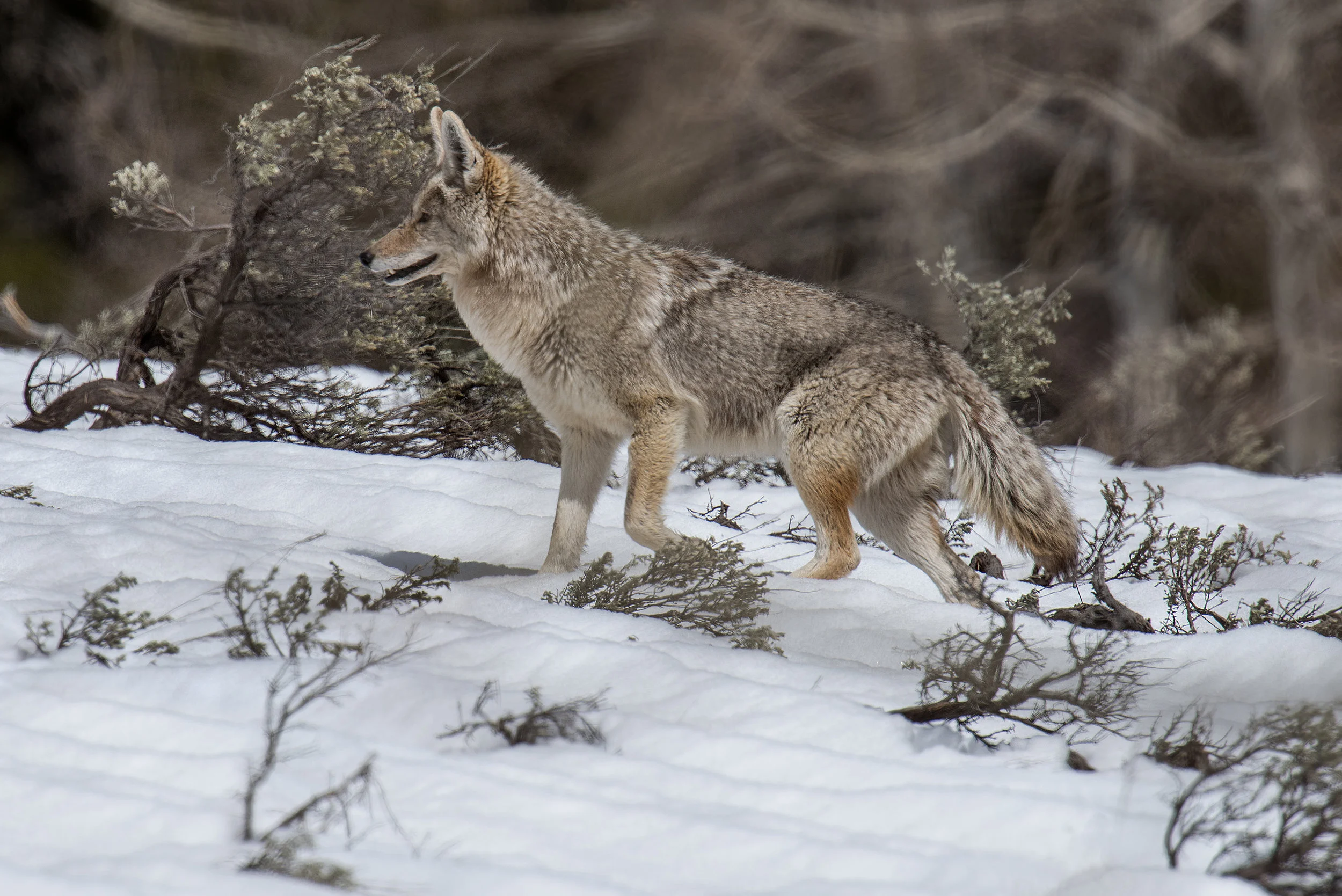 Coyote On The Prowl