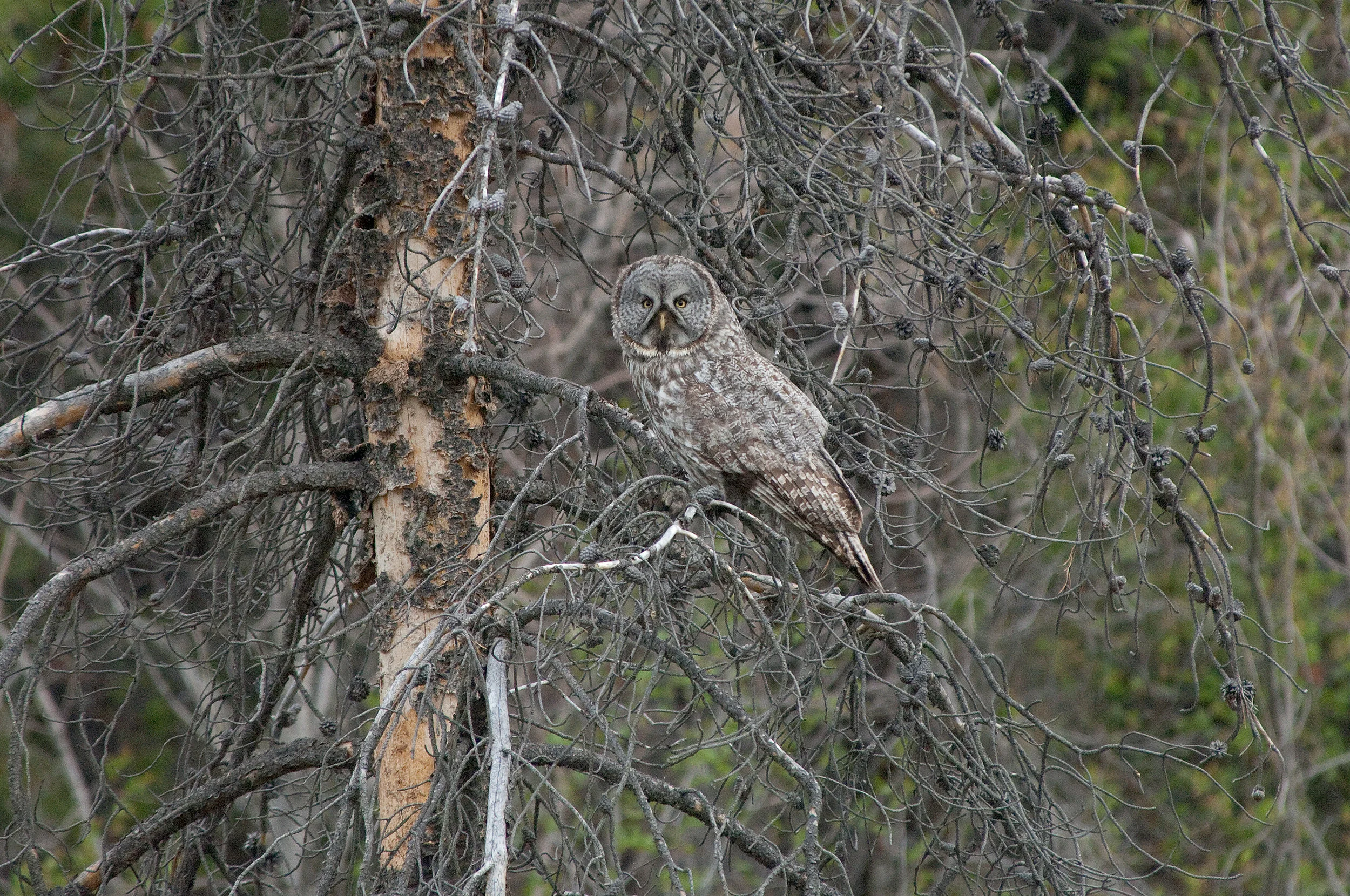 Great Grey Owl