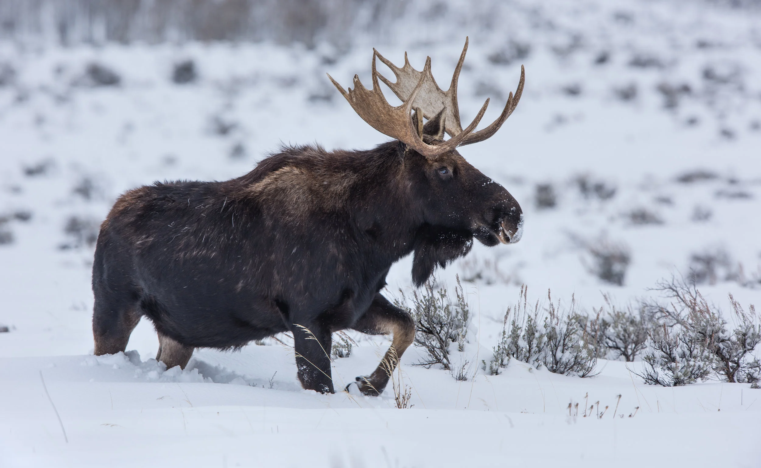 Bull Moose In Winter