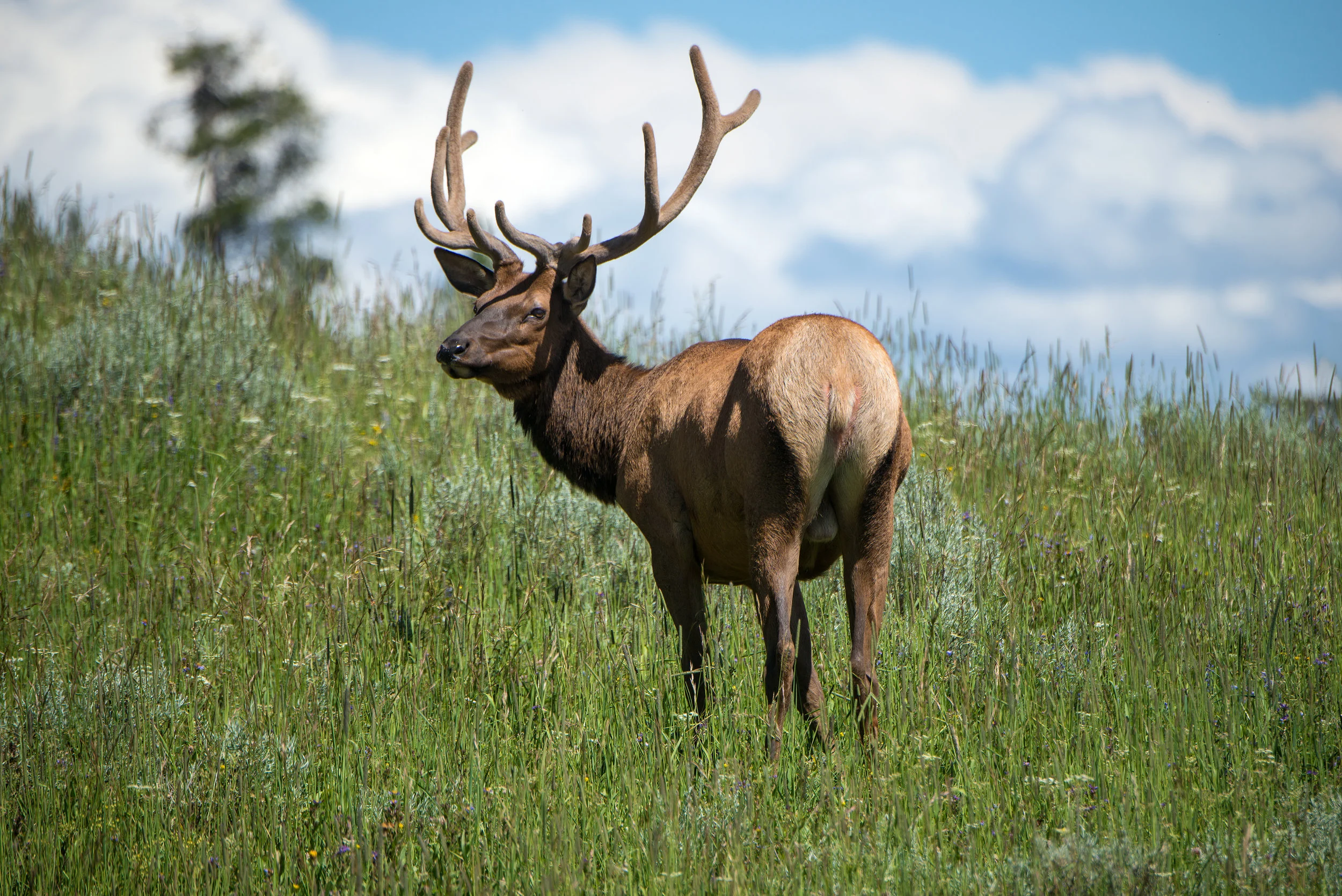 Yellowstone Bull Elk