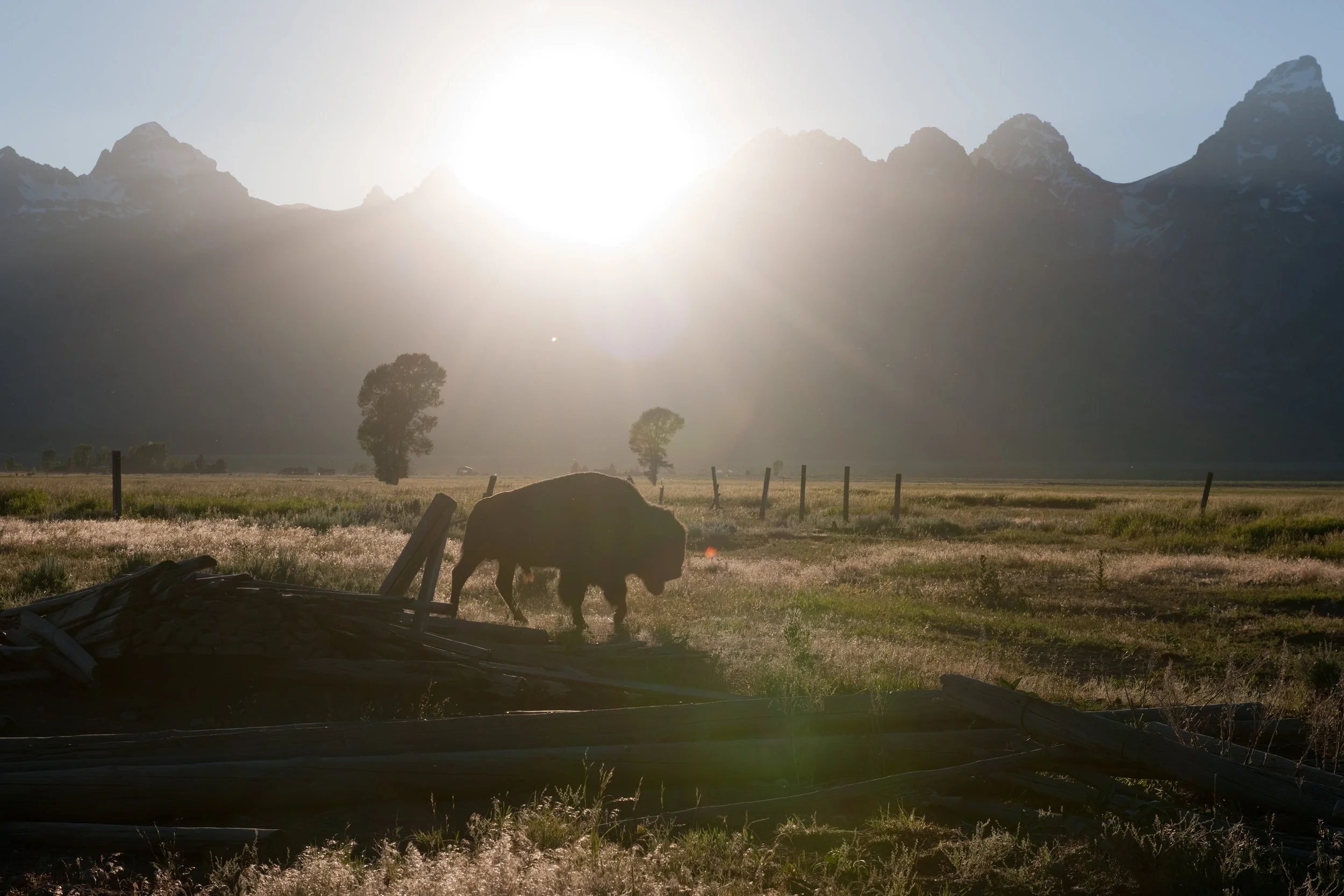 Bison & Antelope Flats Sunset