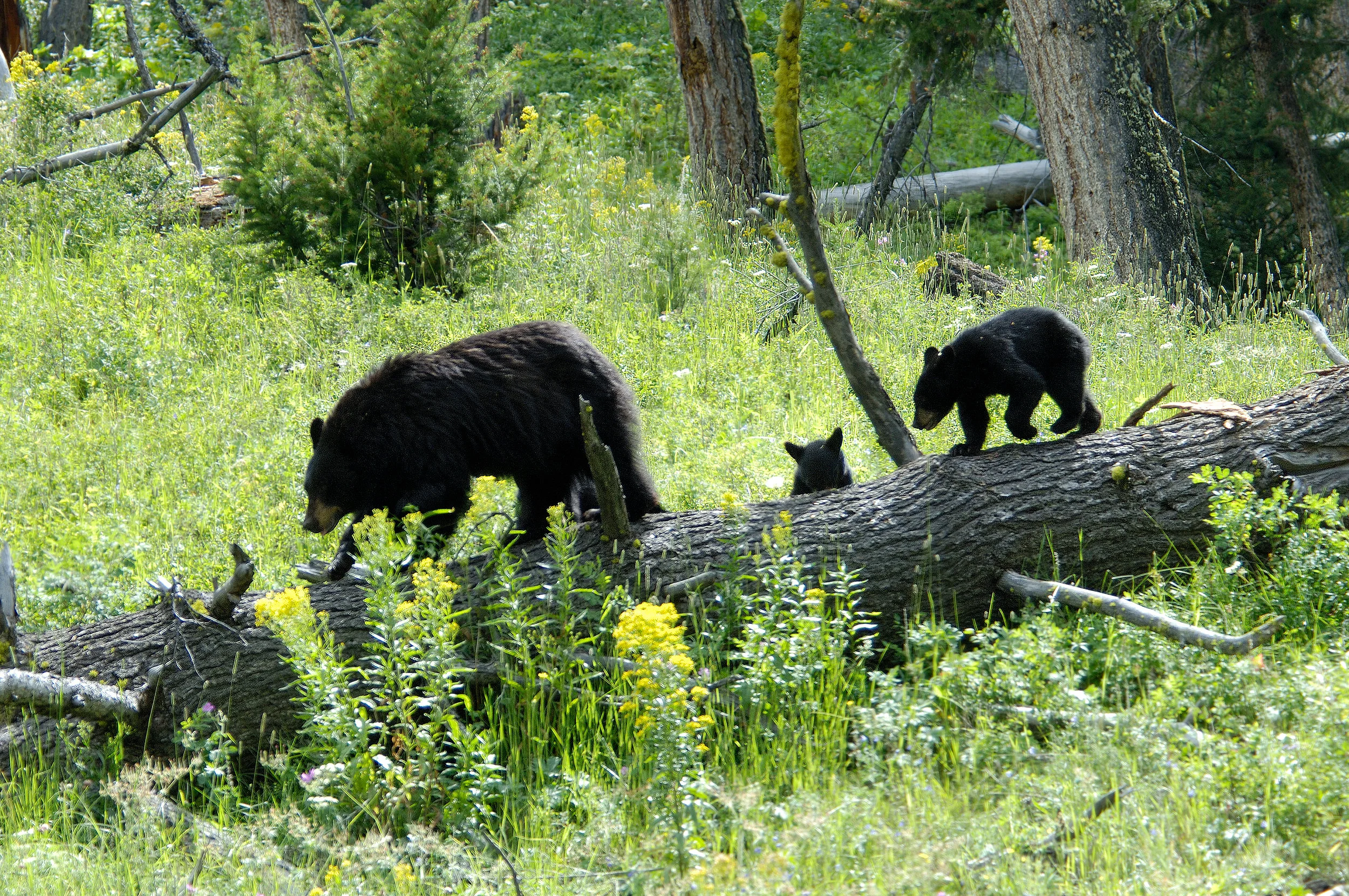 Black Bears At Calcite Springs