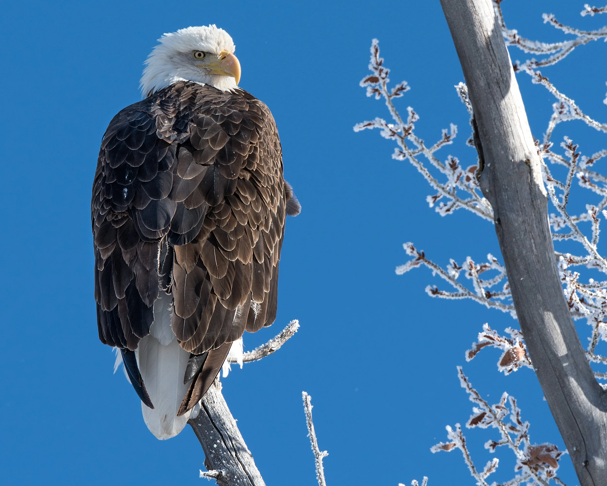Bald Eagle