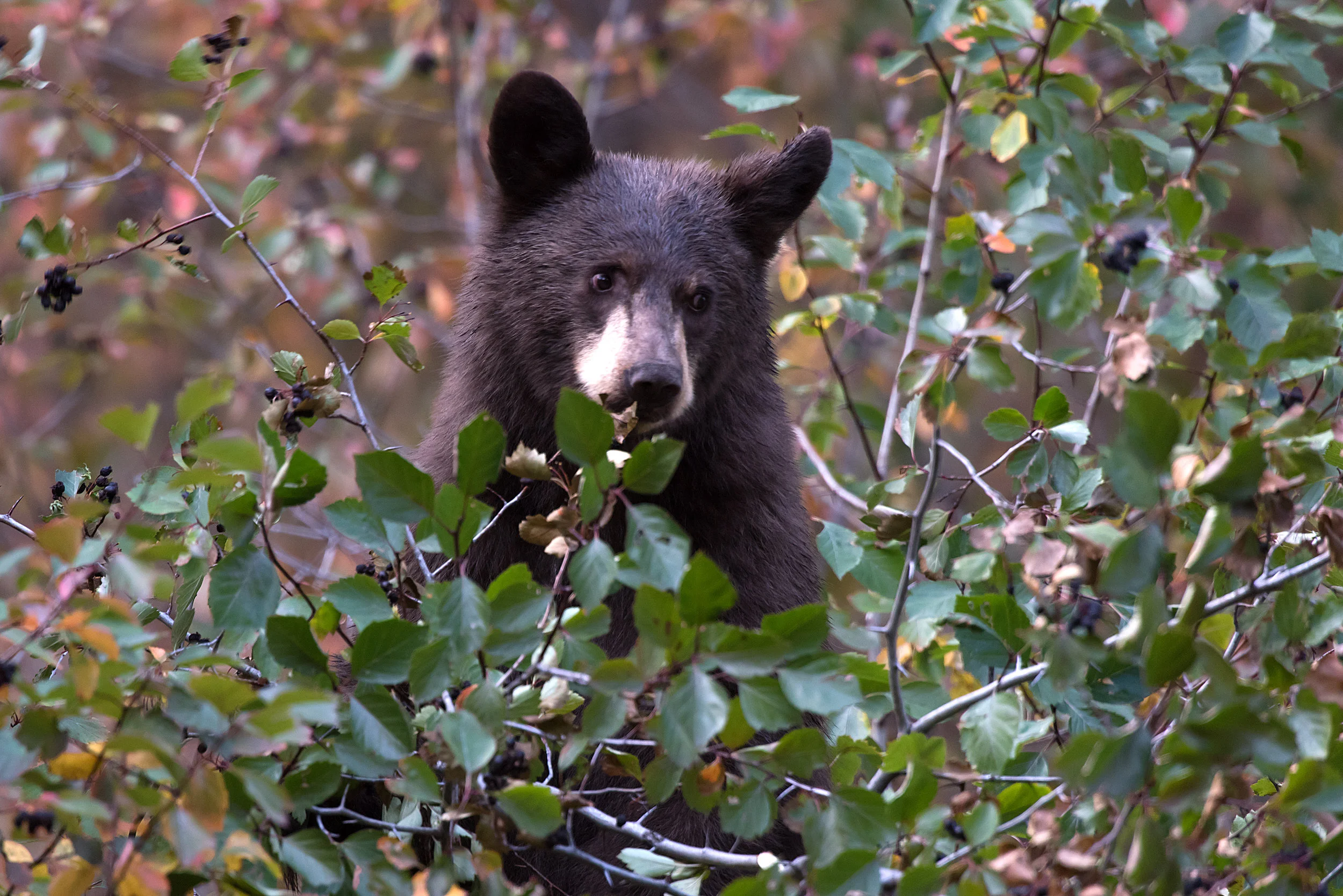 Black Bear Stuck In Berry Bush