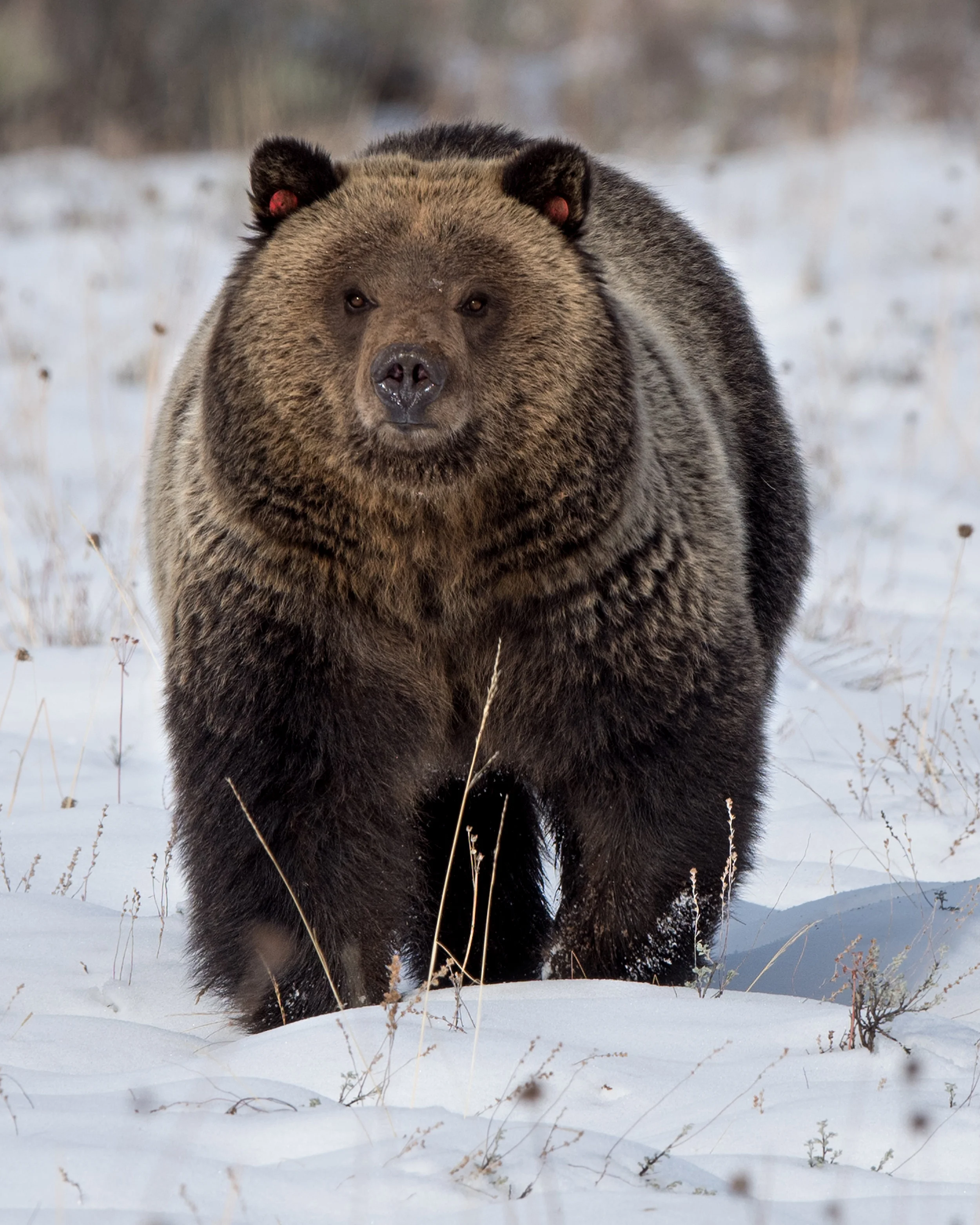 Grizzly Bear Blondie