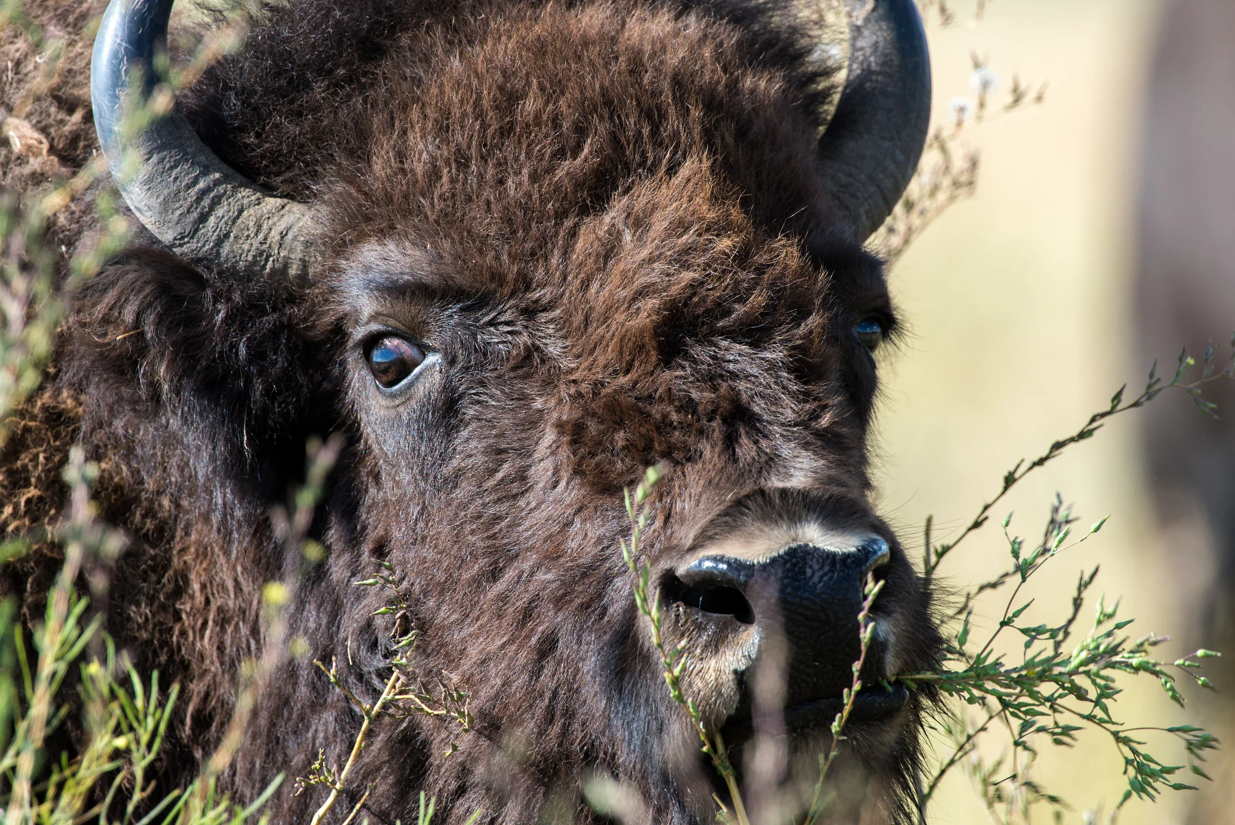 Curious Bison