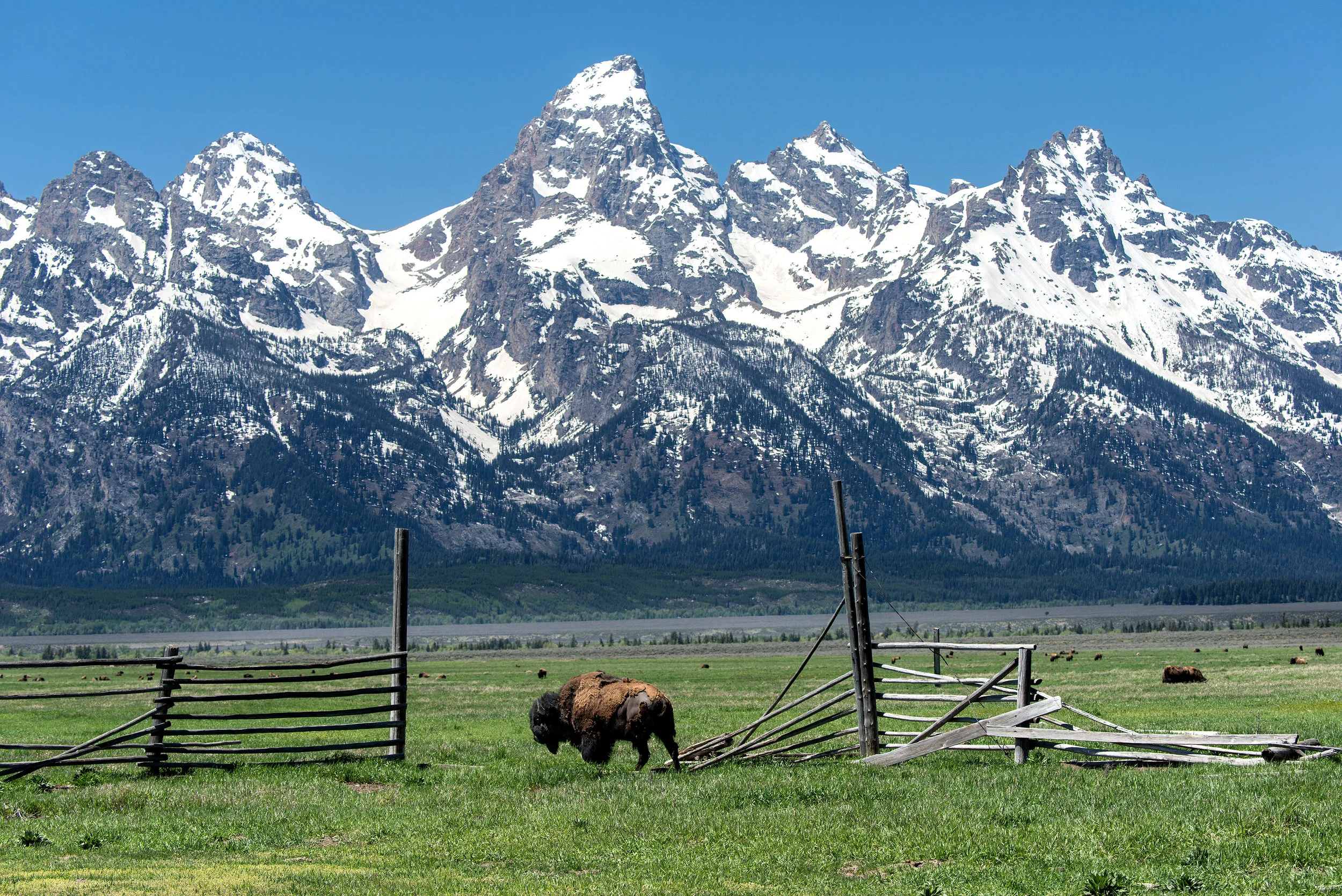 Bison On Antelope Flats