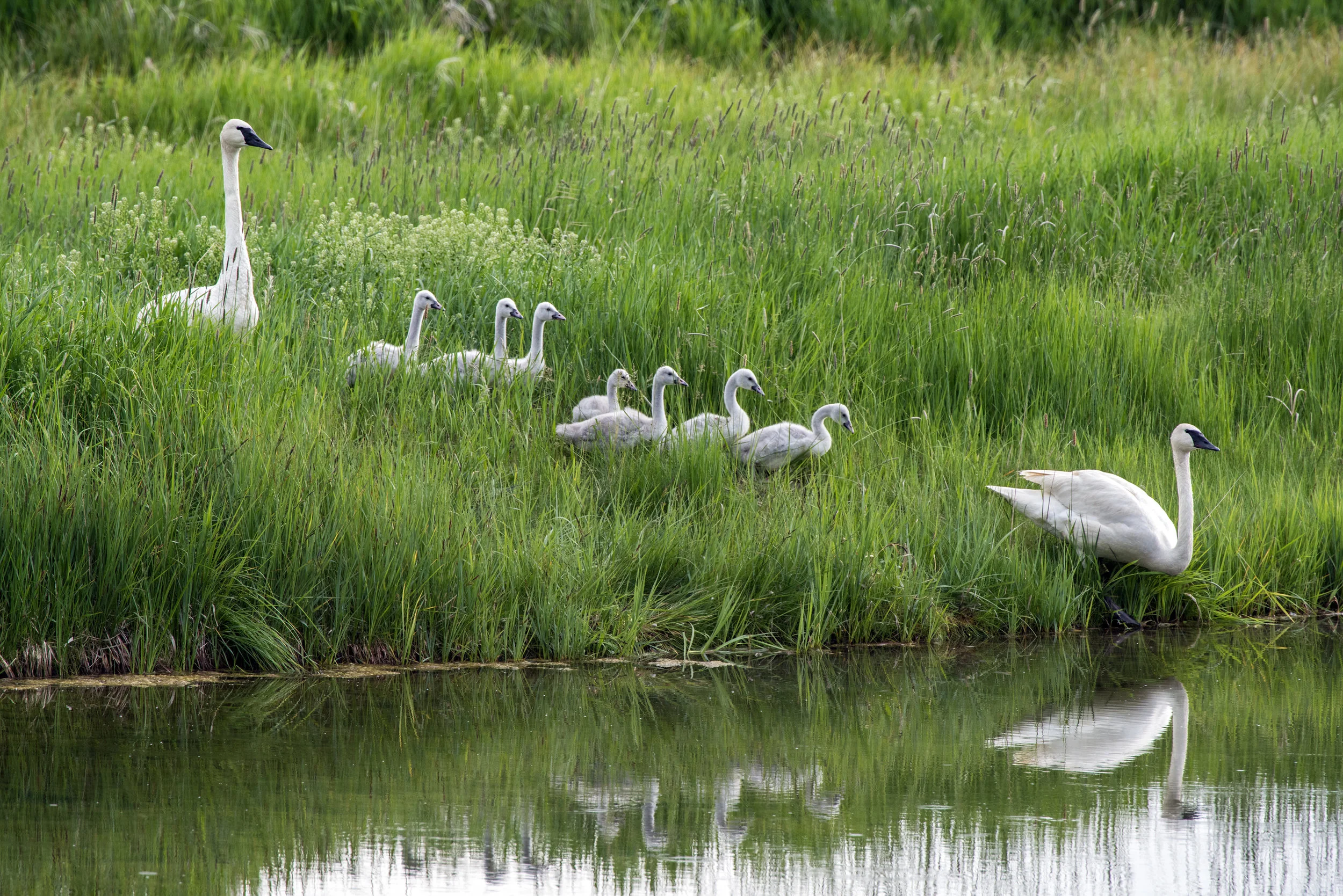 Trumpeter Swan Family