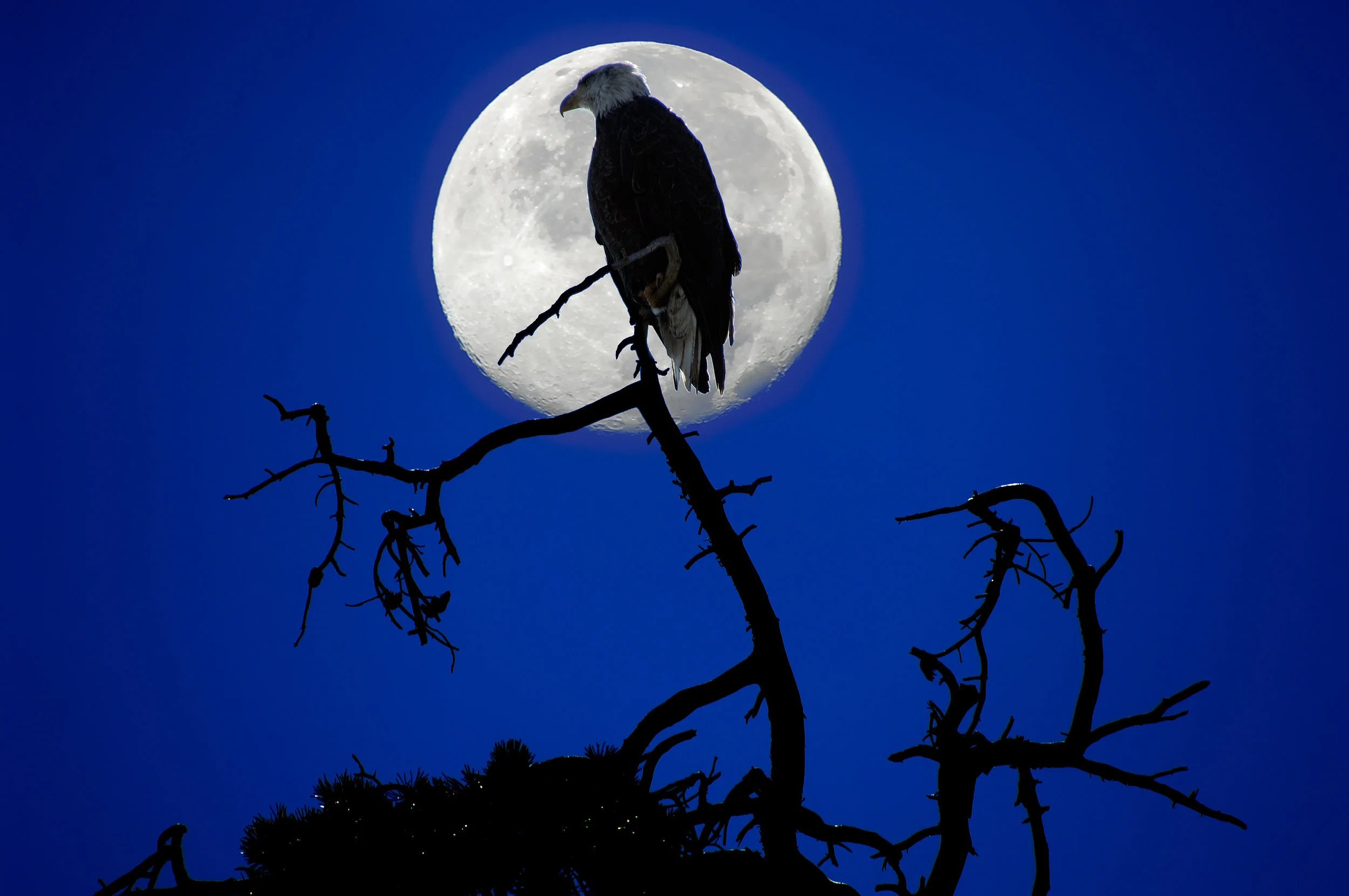 Bald Eagle & Harvest Moon