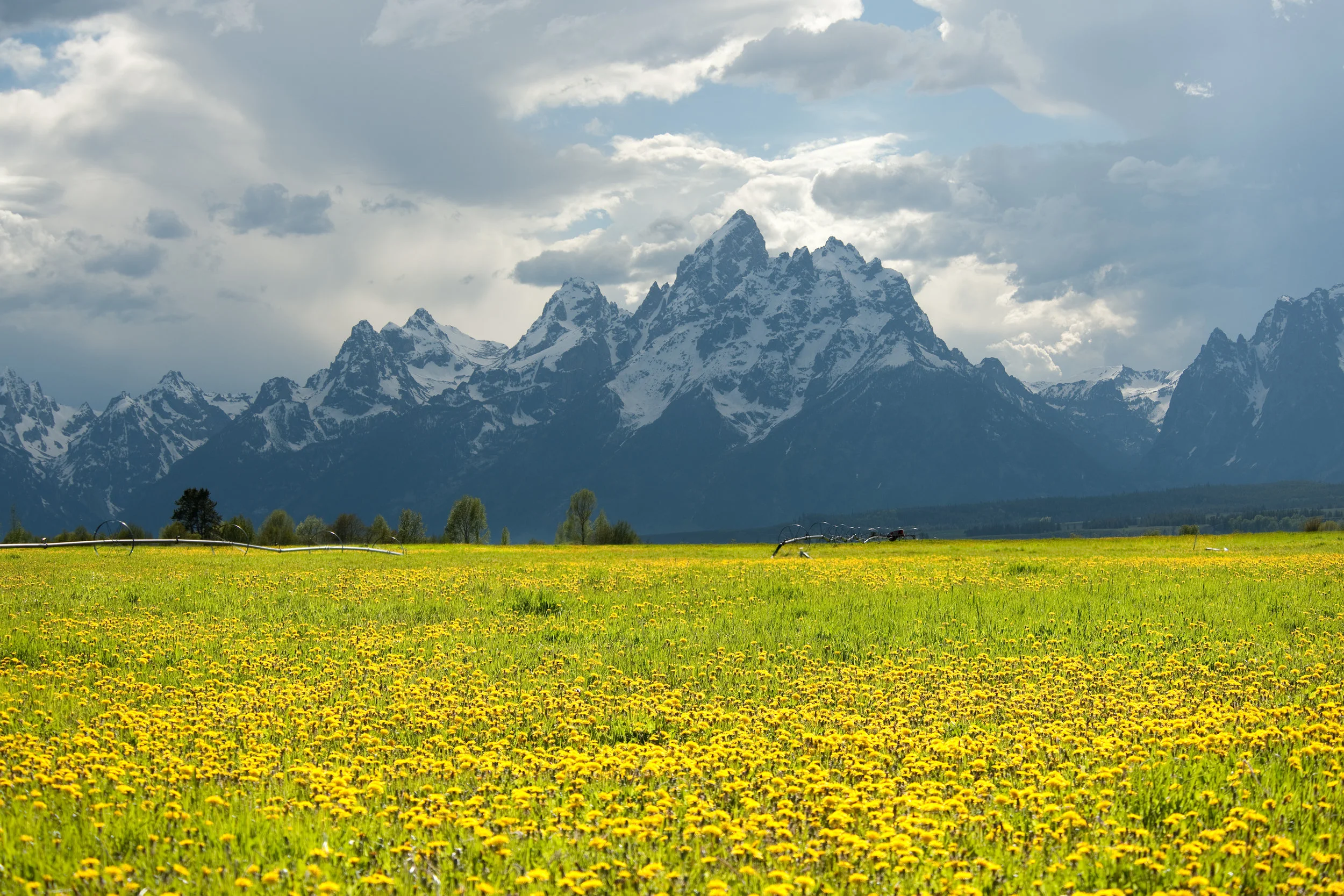 Summer In The Tetons
