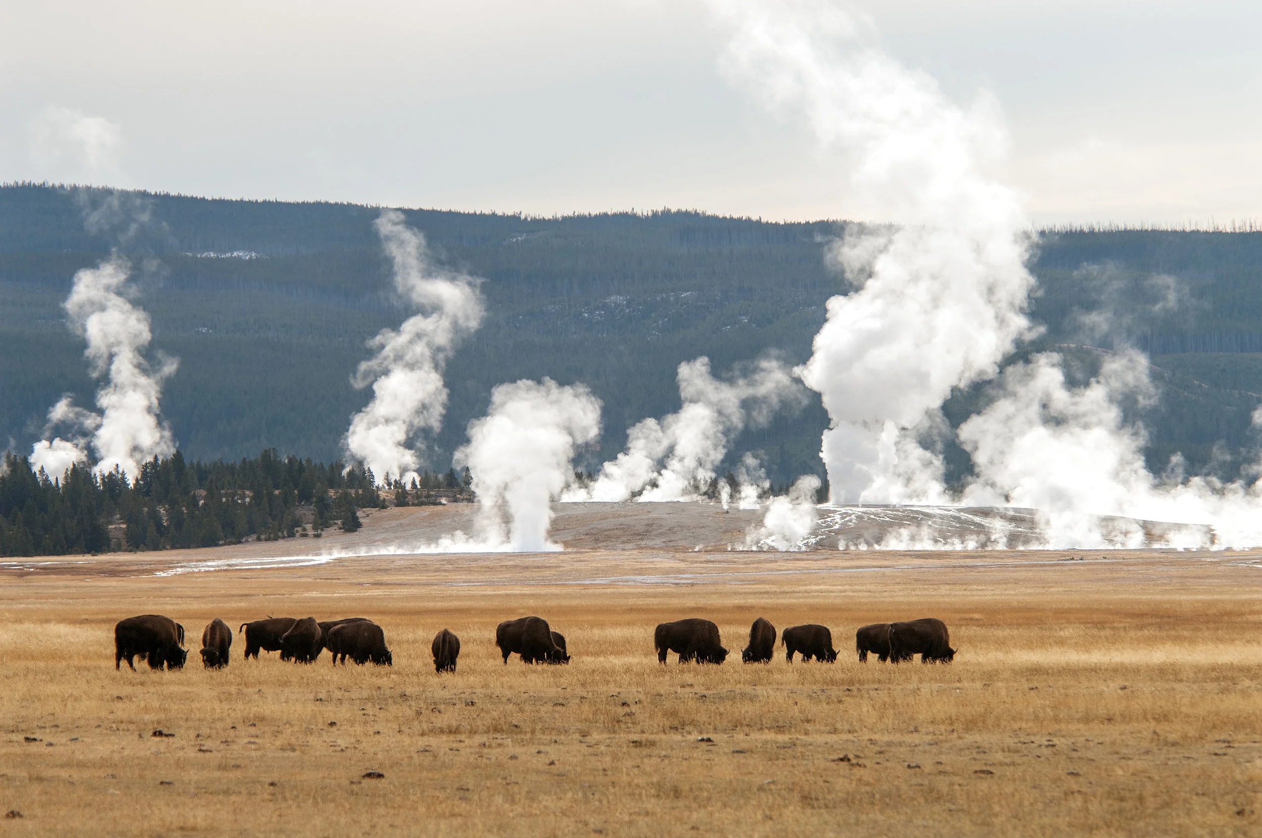 Yellowstone Bison