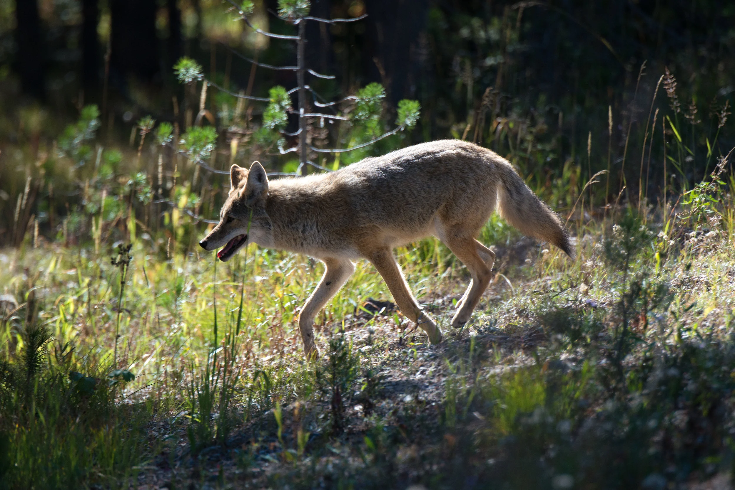 Coyote On The Run