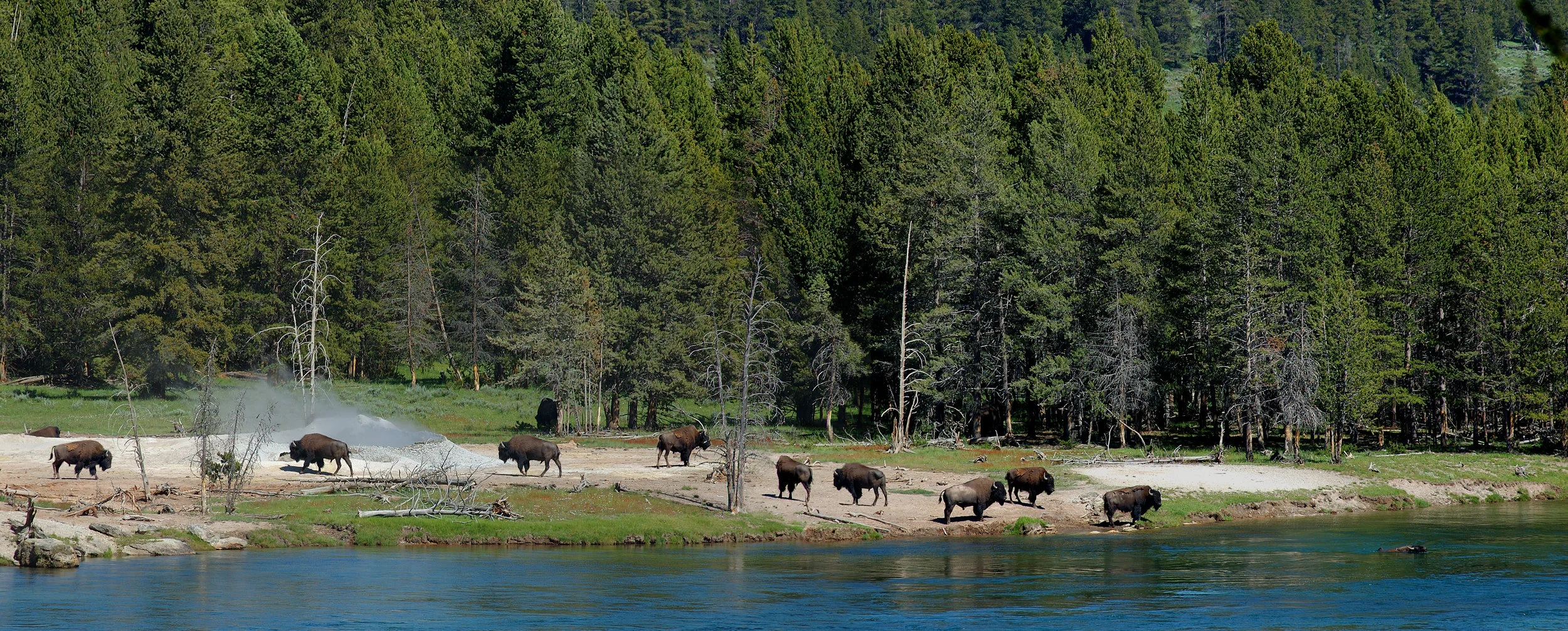 Bison Along The Yellowstone River