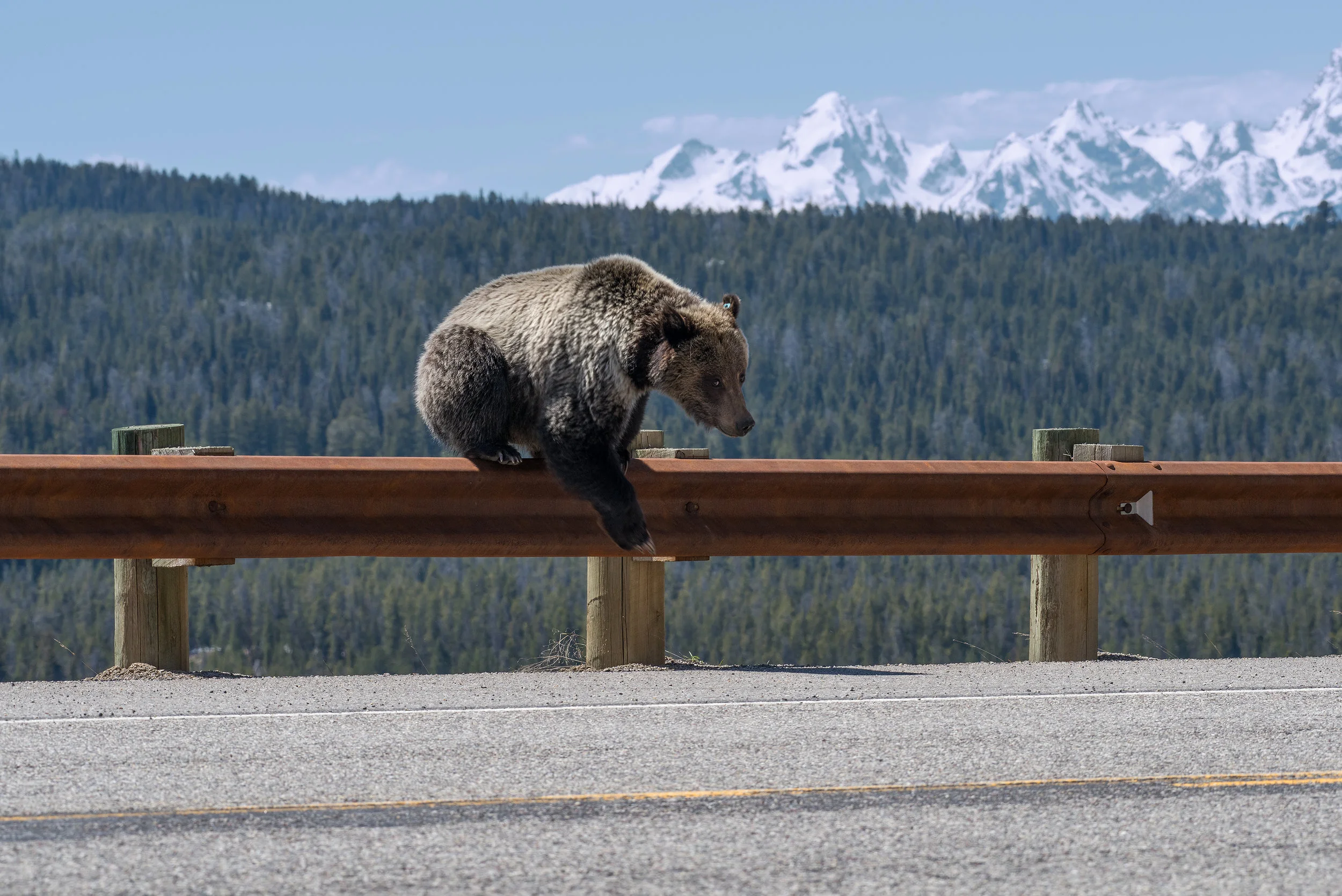Guardrail Grizzly