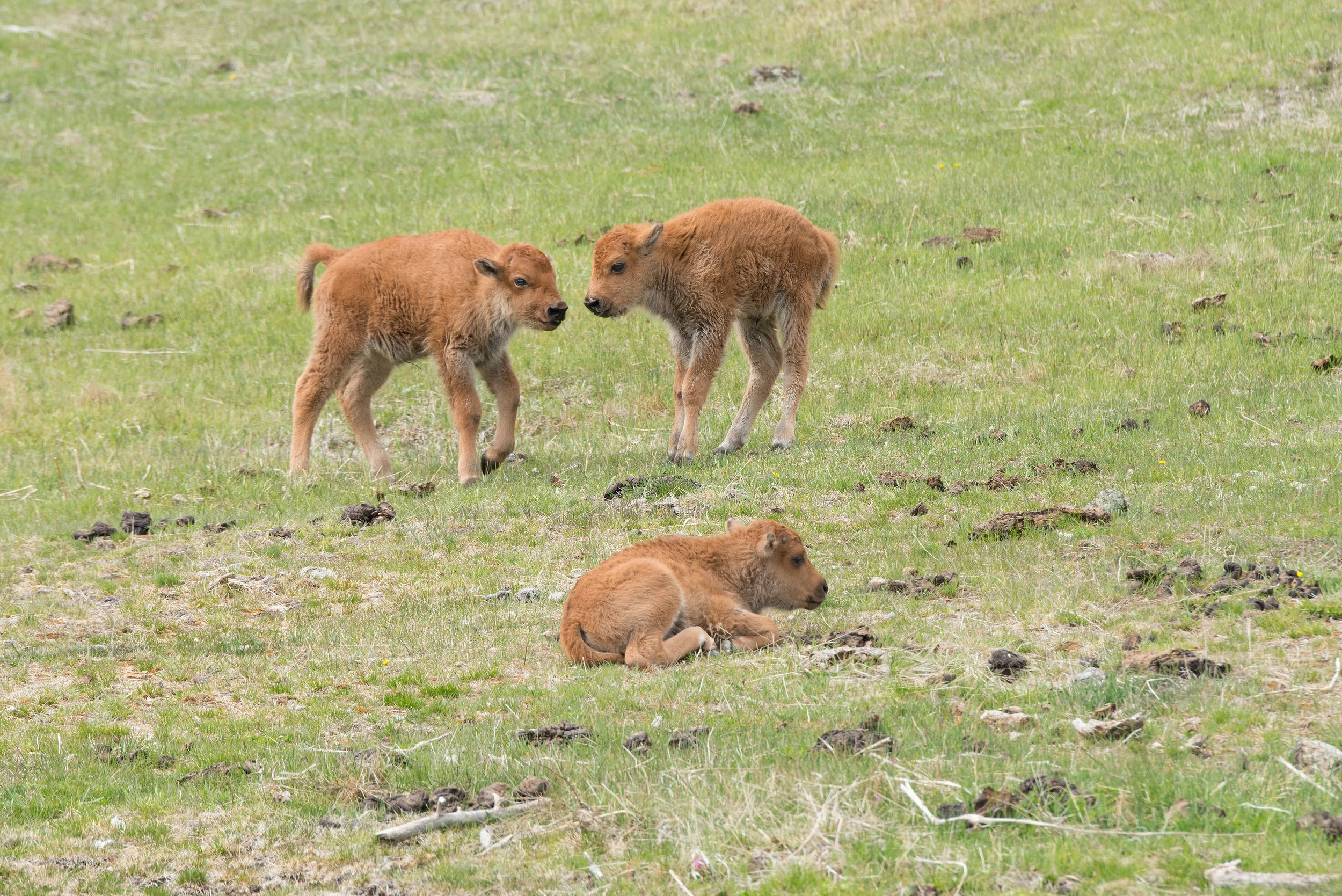 Baby Bison