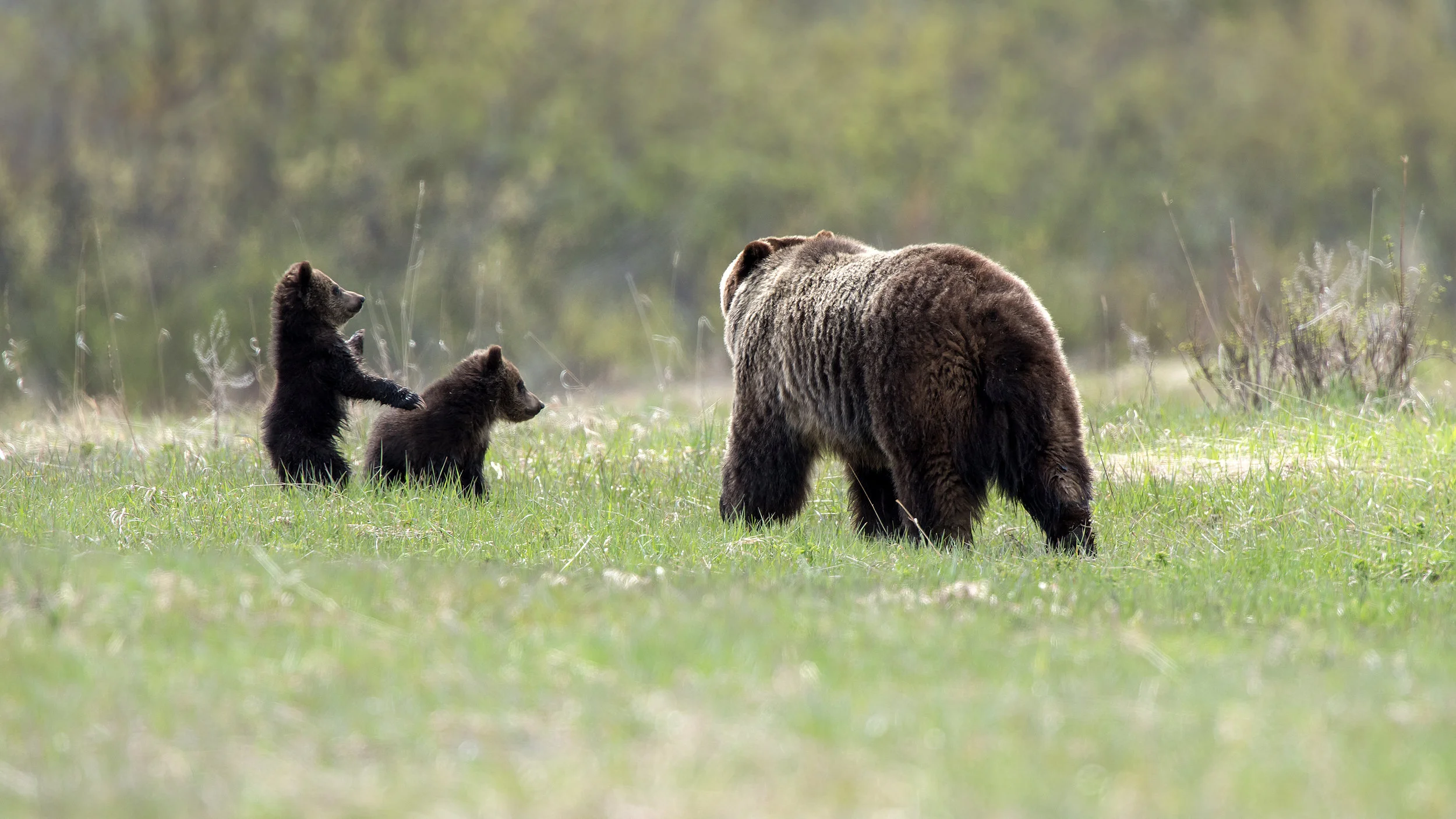 Grizzly 610 & Cubs