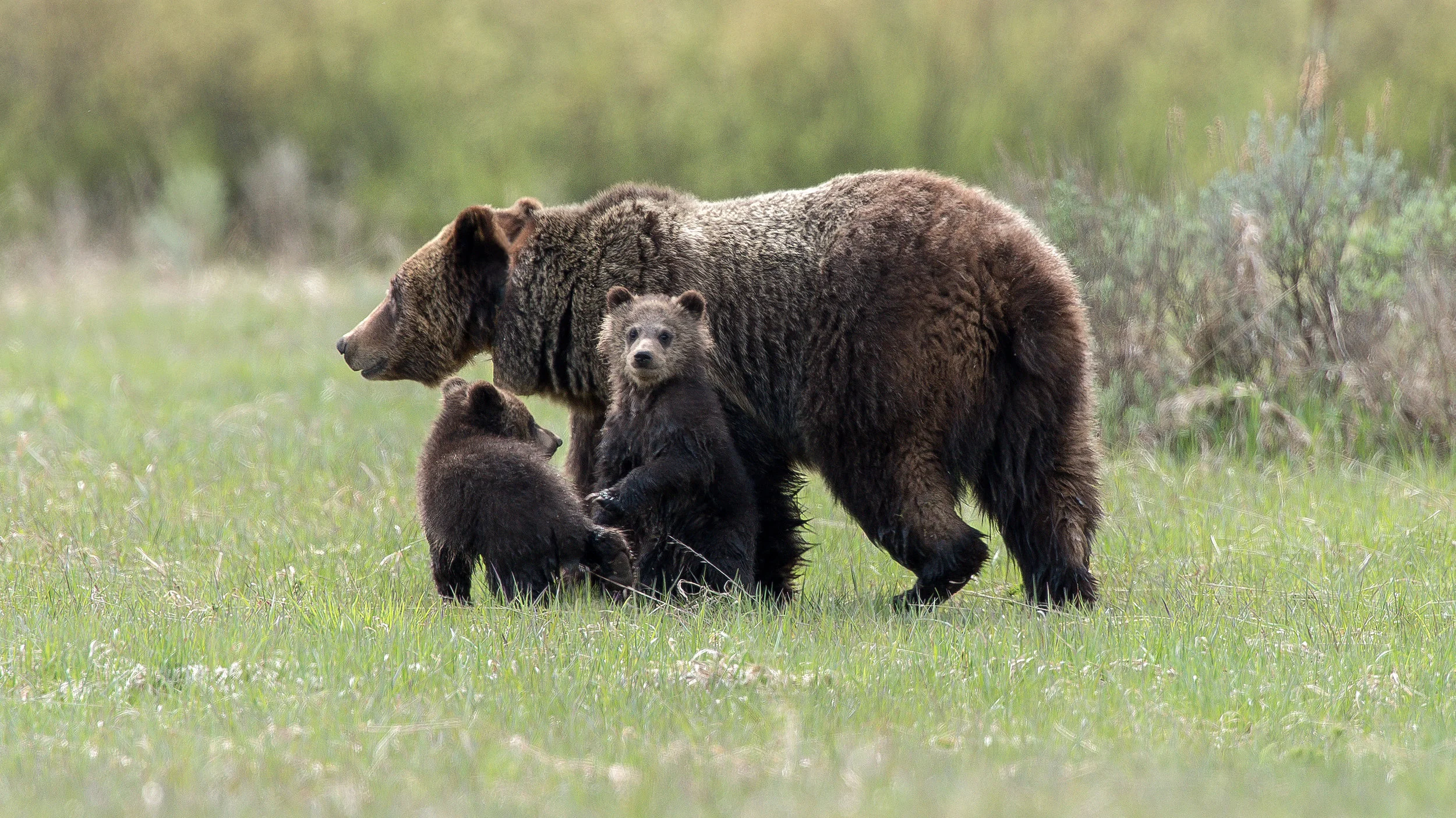 Grizzly Bear 610 & Cubs