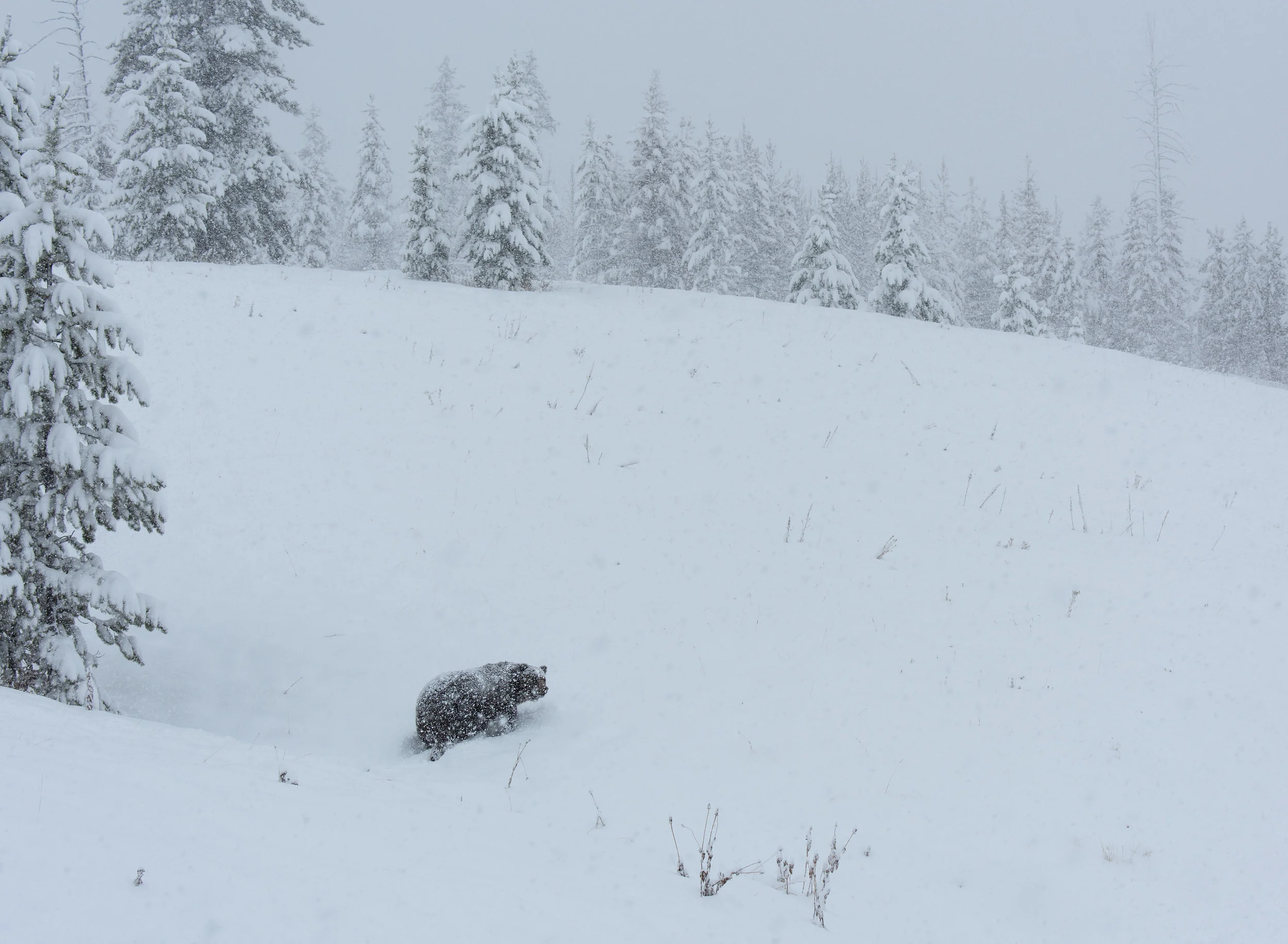 Brutus Heading To Den