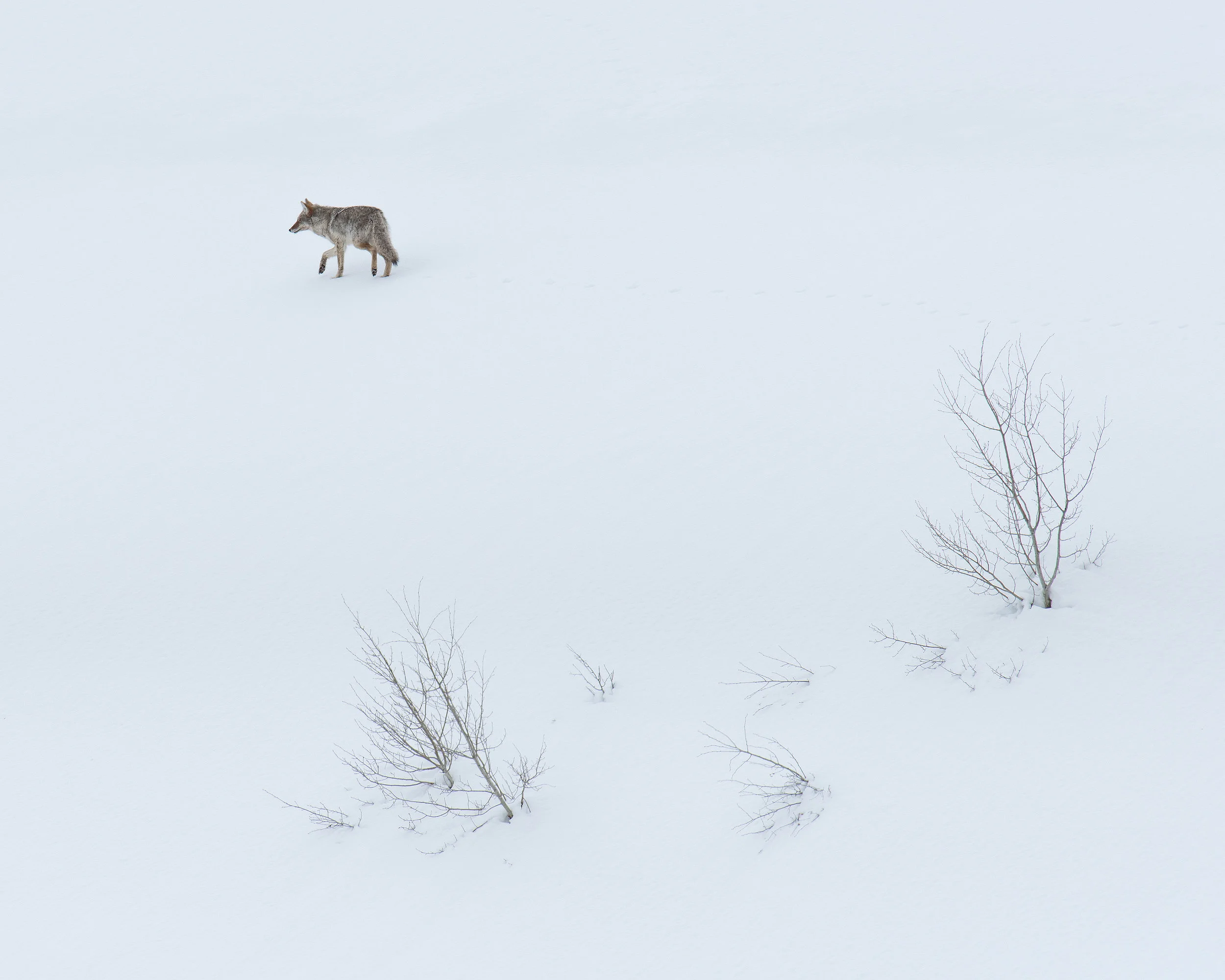 Lone Coyote