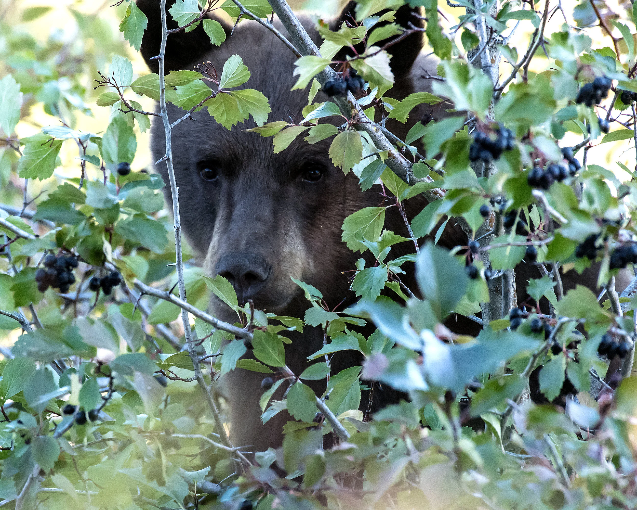 Black Bear Hiding