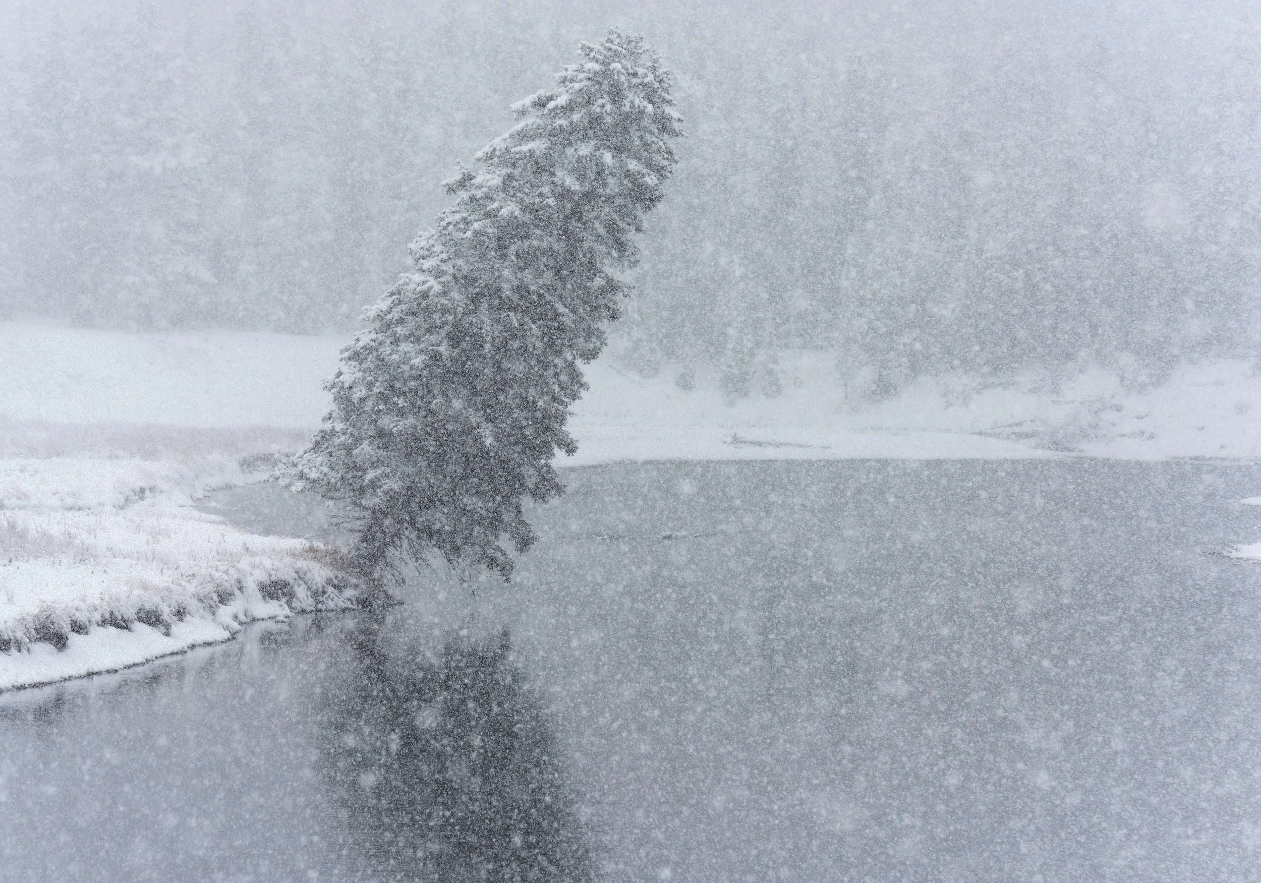 Frosted Tree On The Snake River