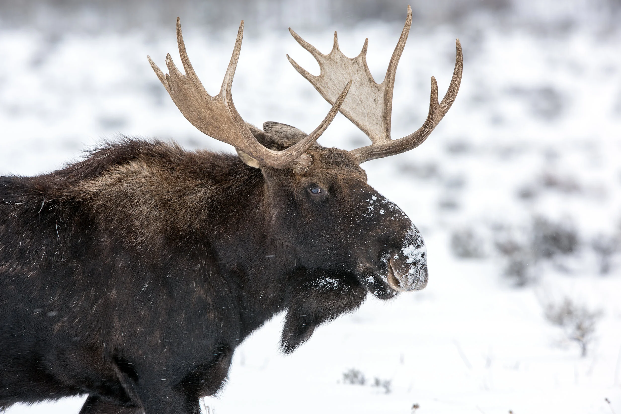 Big Bull Moose