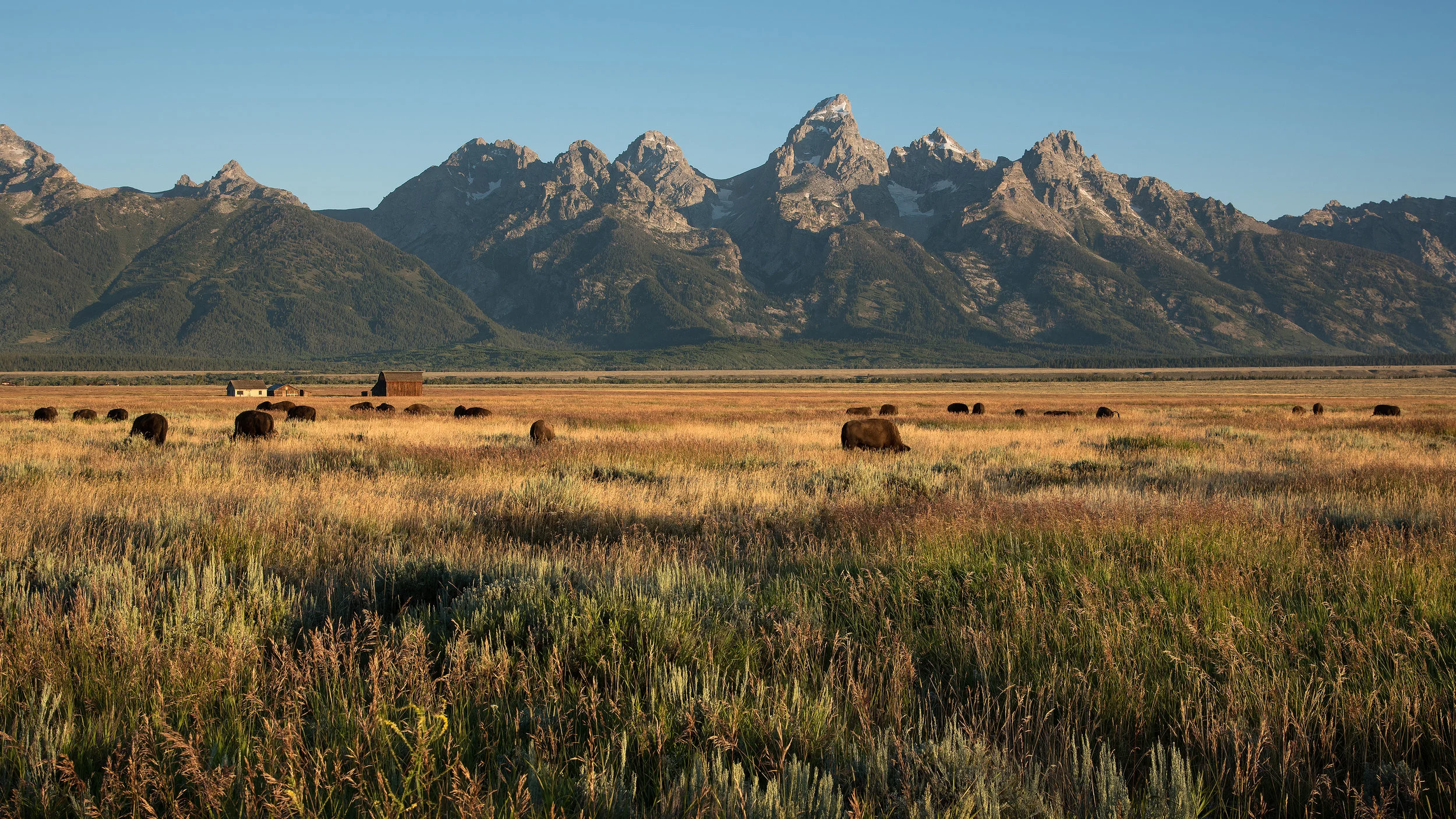 Bison Graze On Antelope Flats
