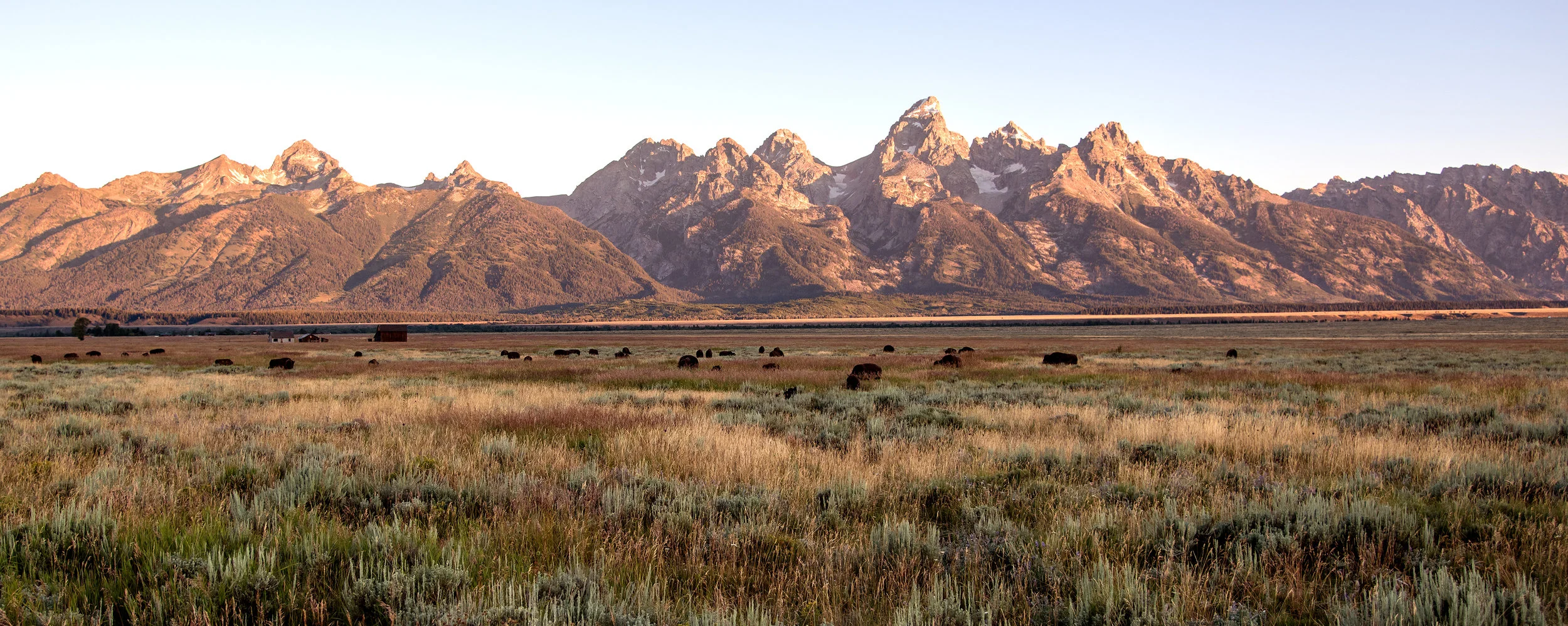 Bison Herds On Antelope Flats