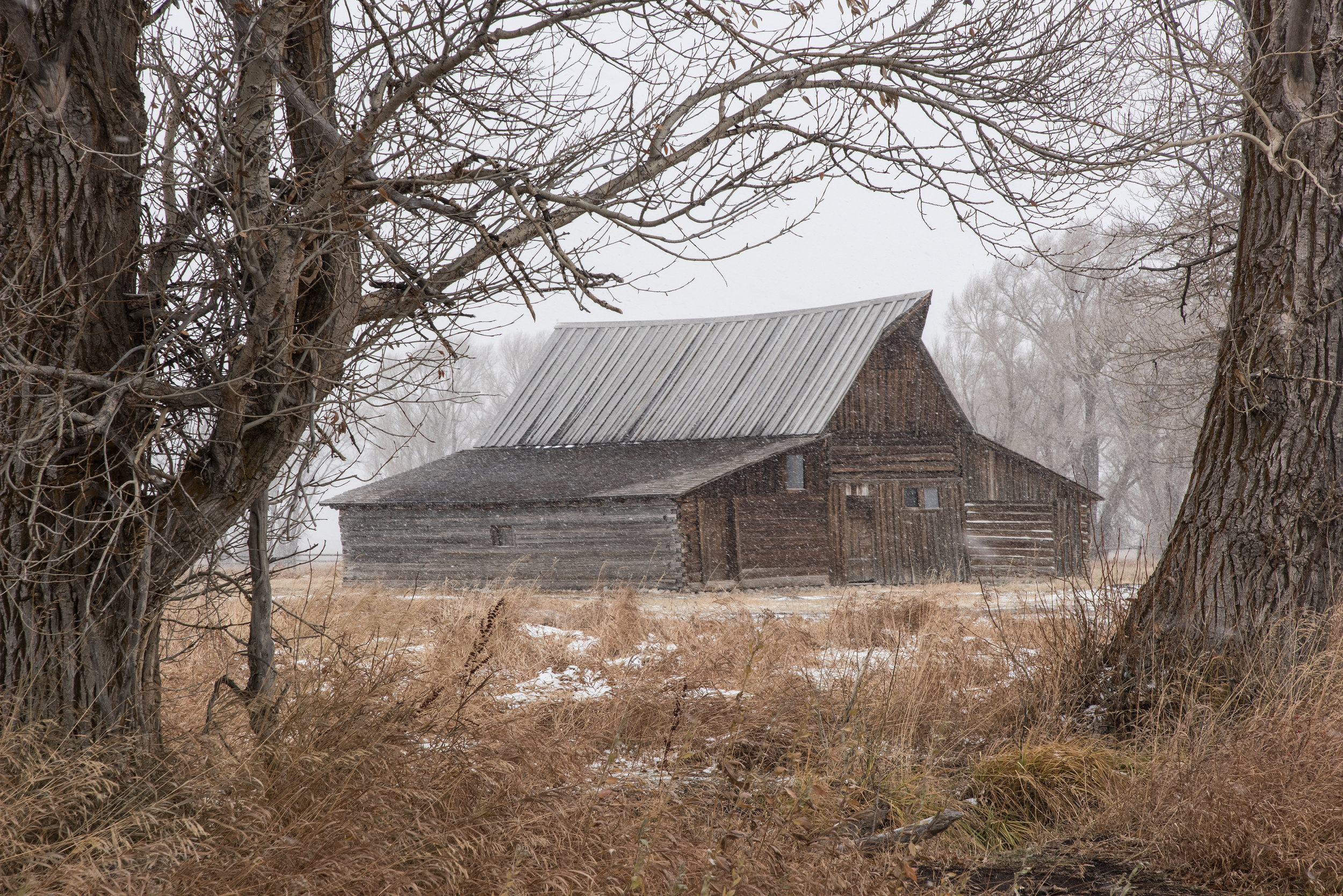 October Snow On Mormon Row