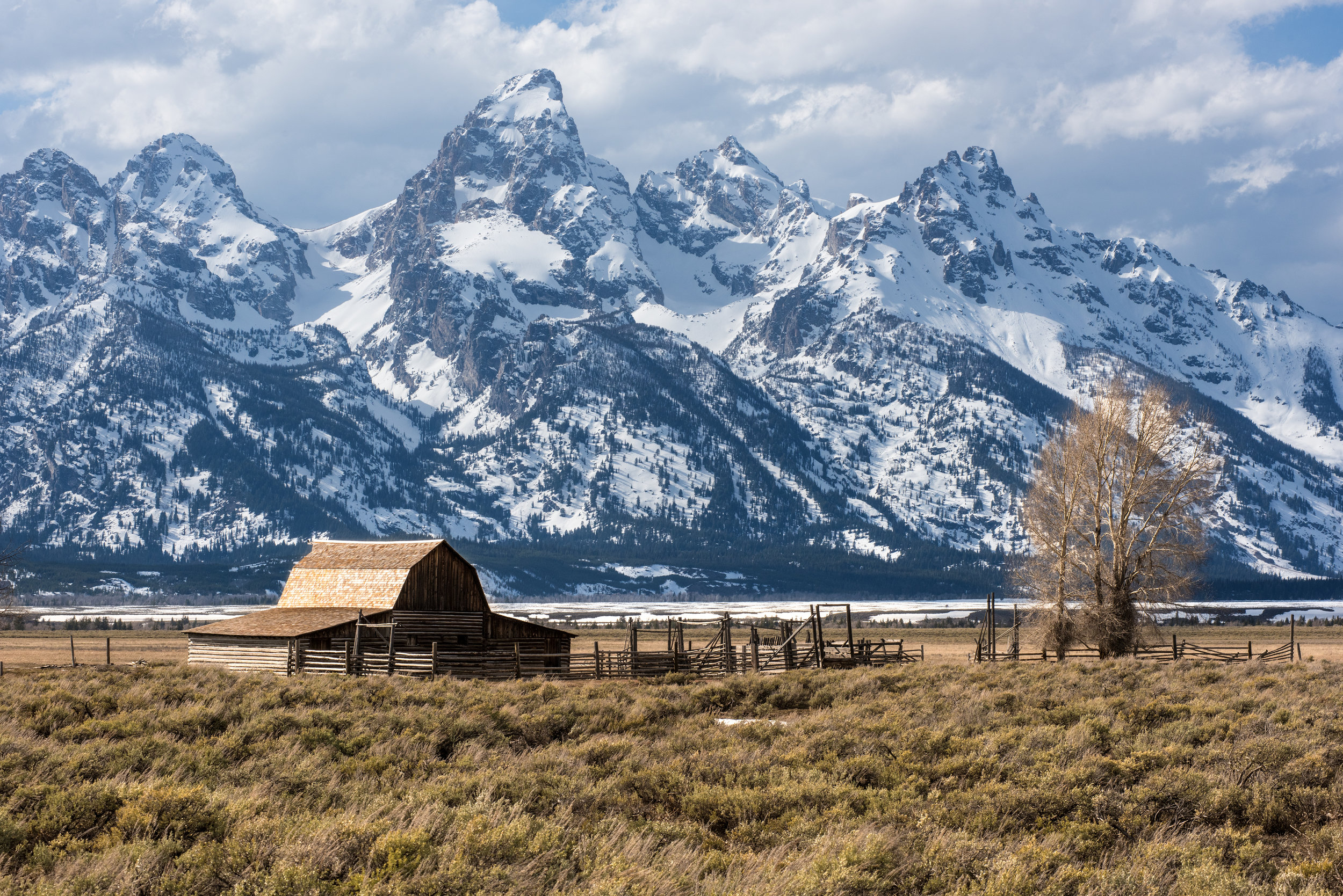 The Grand Teton Towers Above Mormon Row