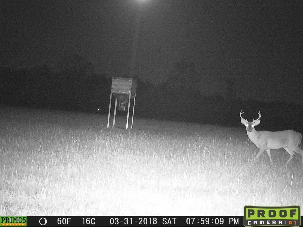 buck-3.jpg