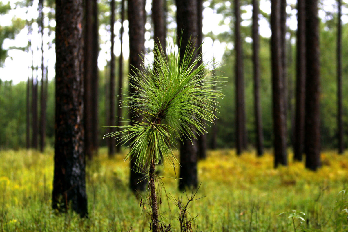 Southern Pine Forest.jpg